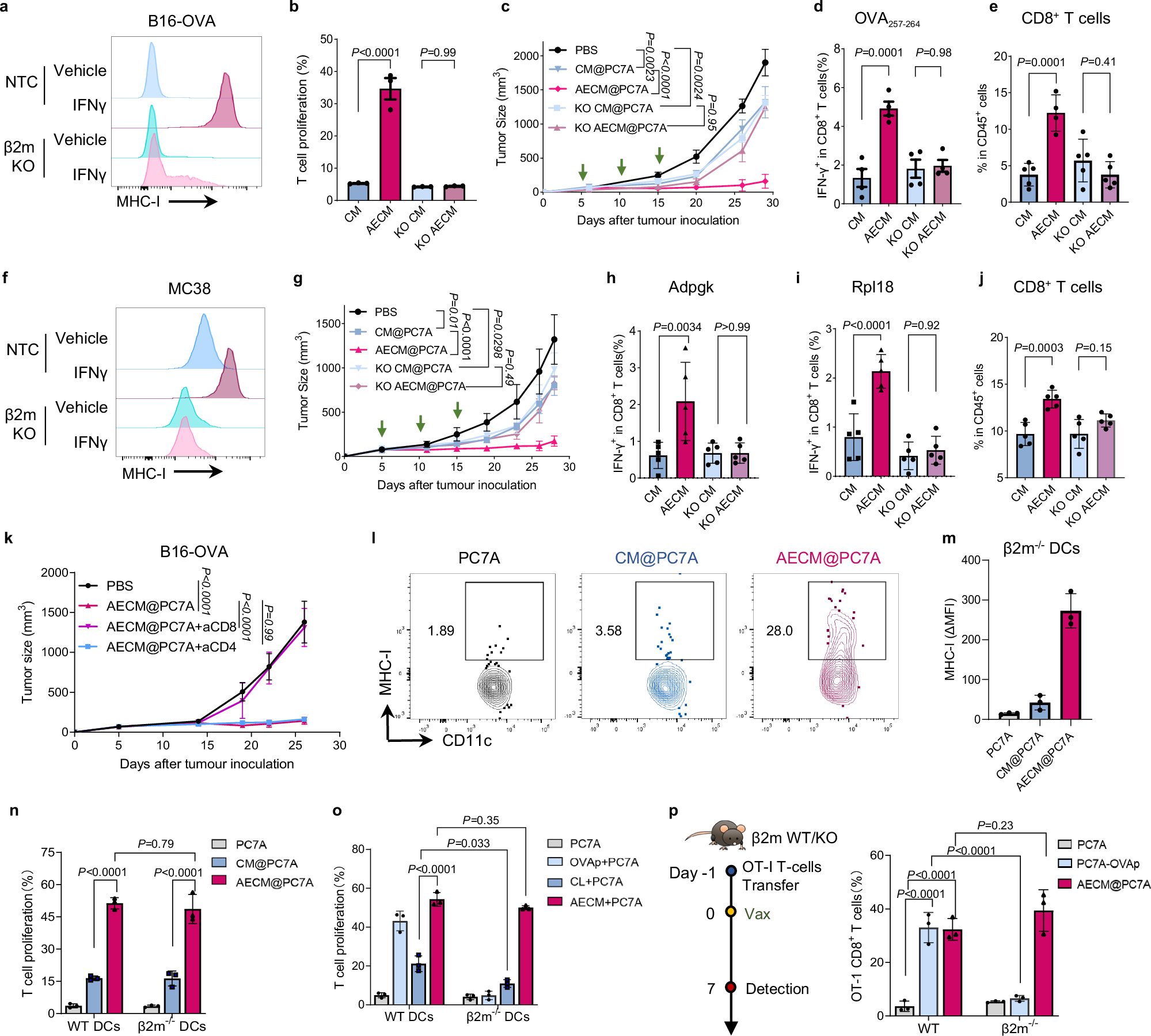 Fig. 4: IFN-γ stimulates antigen enrichment in a MHC-I dependent manner.