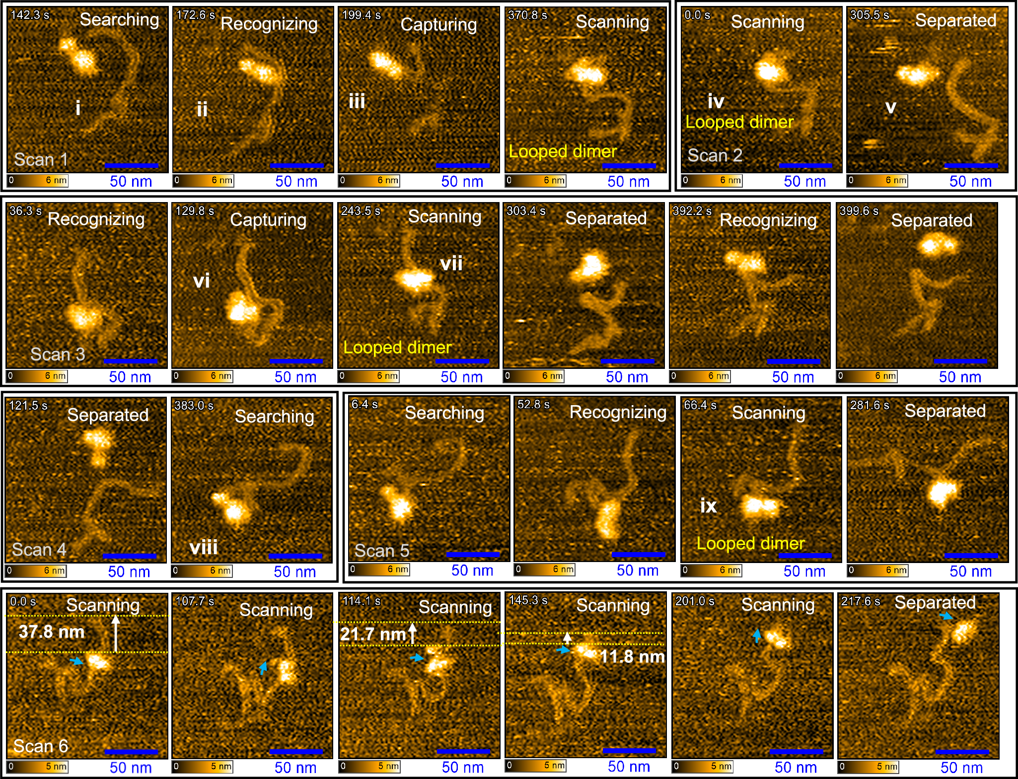 Fig. 5: Sequential HS-AFM images of ADAR1 dimer interacting with substrate dsRNA.