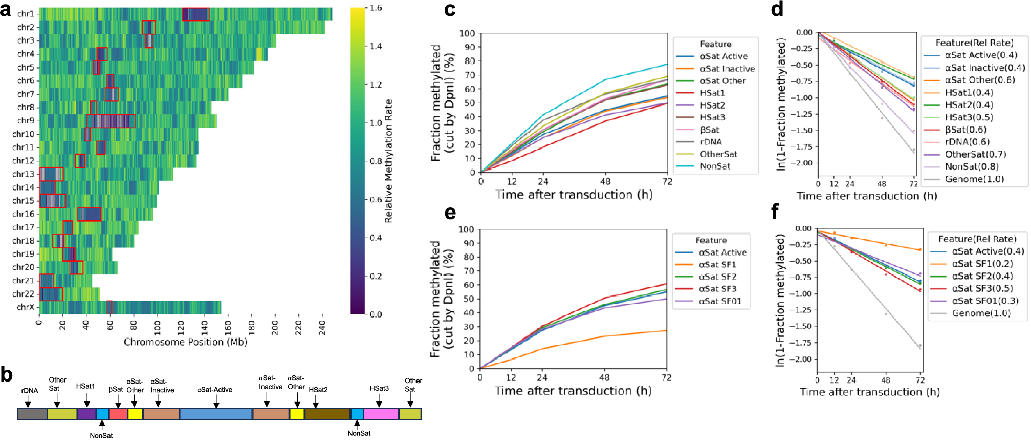 Fig. 2: Centromeres are methylated slower and reach a limit, unlike other genomic regions.