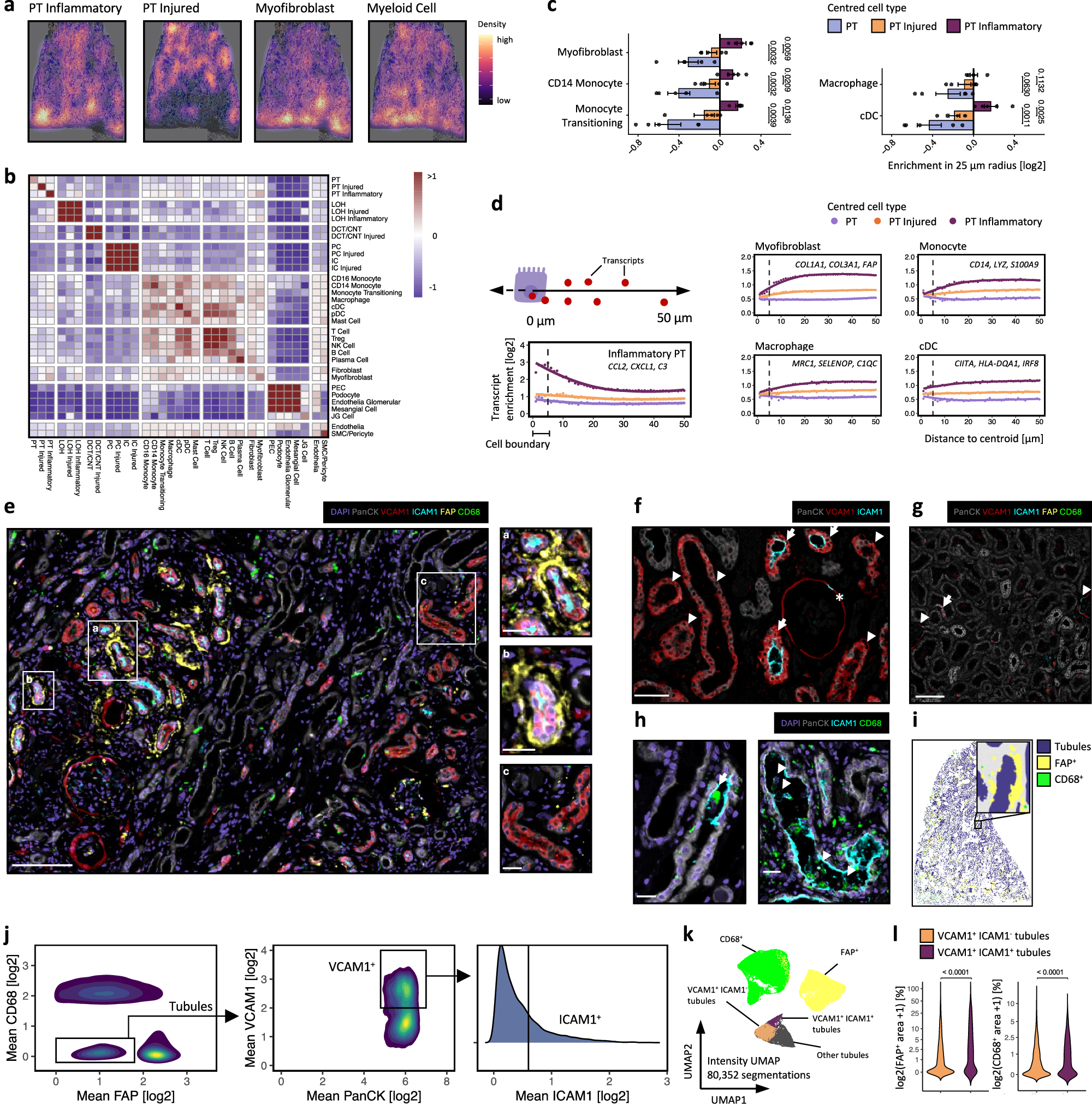 Fig. 3: Inflammatory PT cell states are associated with the fibrotic niche in human kidney disease.