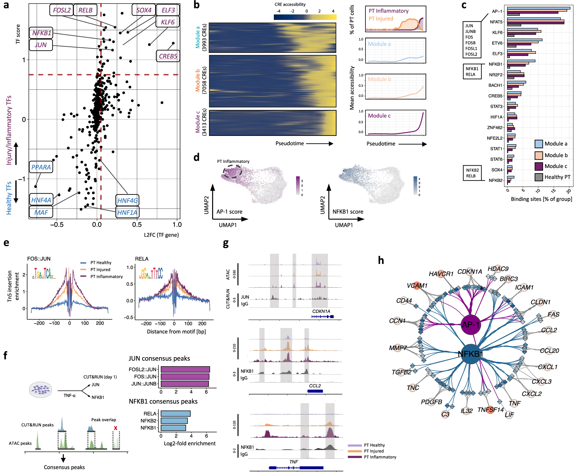 Fig. 7: Transcription factors associated with inflammatory programming of proximal tubule cells.