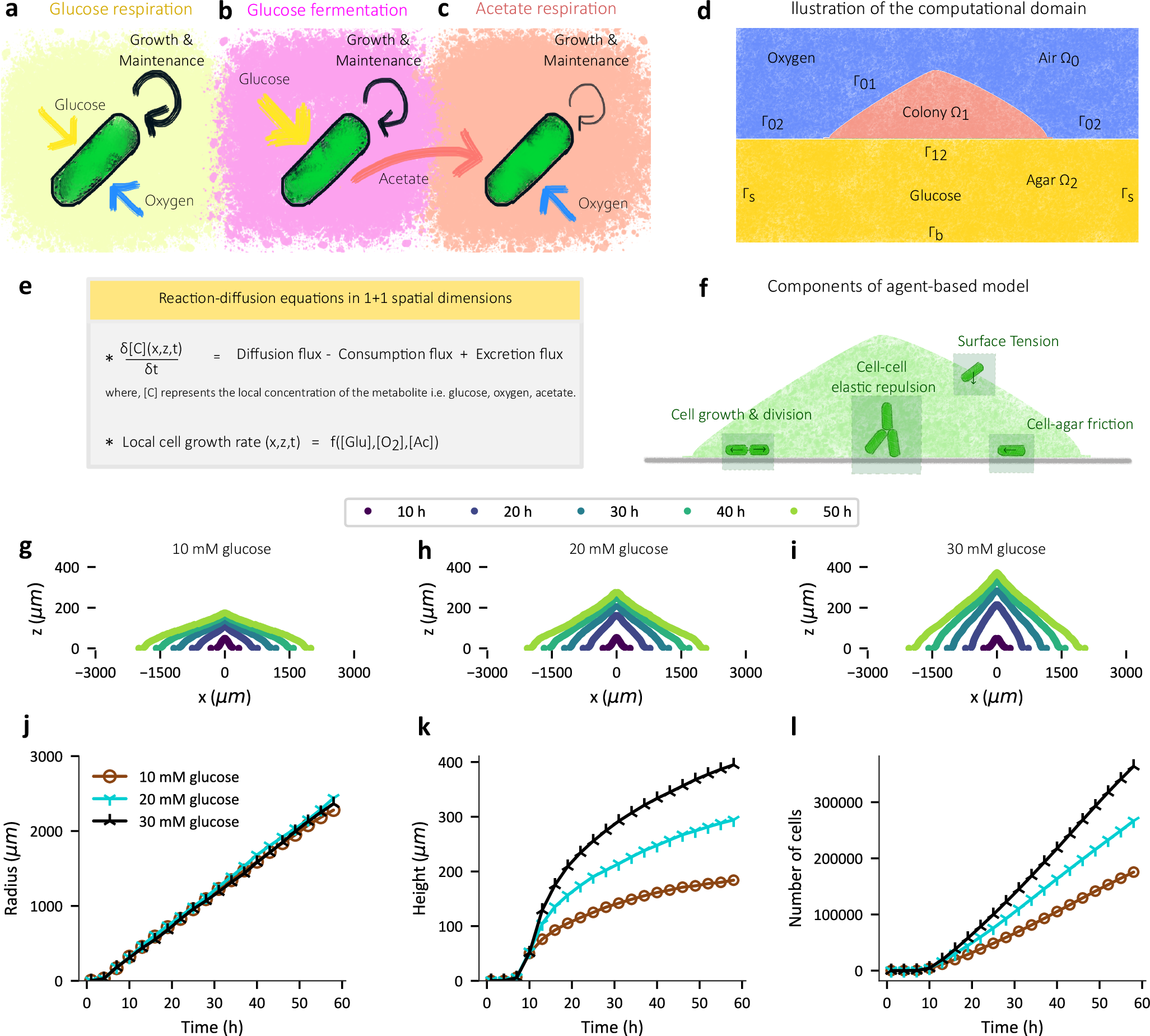 Fig. 2: Simulations based on an agent-based and metabolic model capture overall colony expansion dynamics.