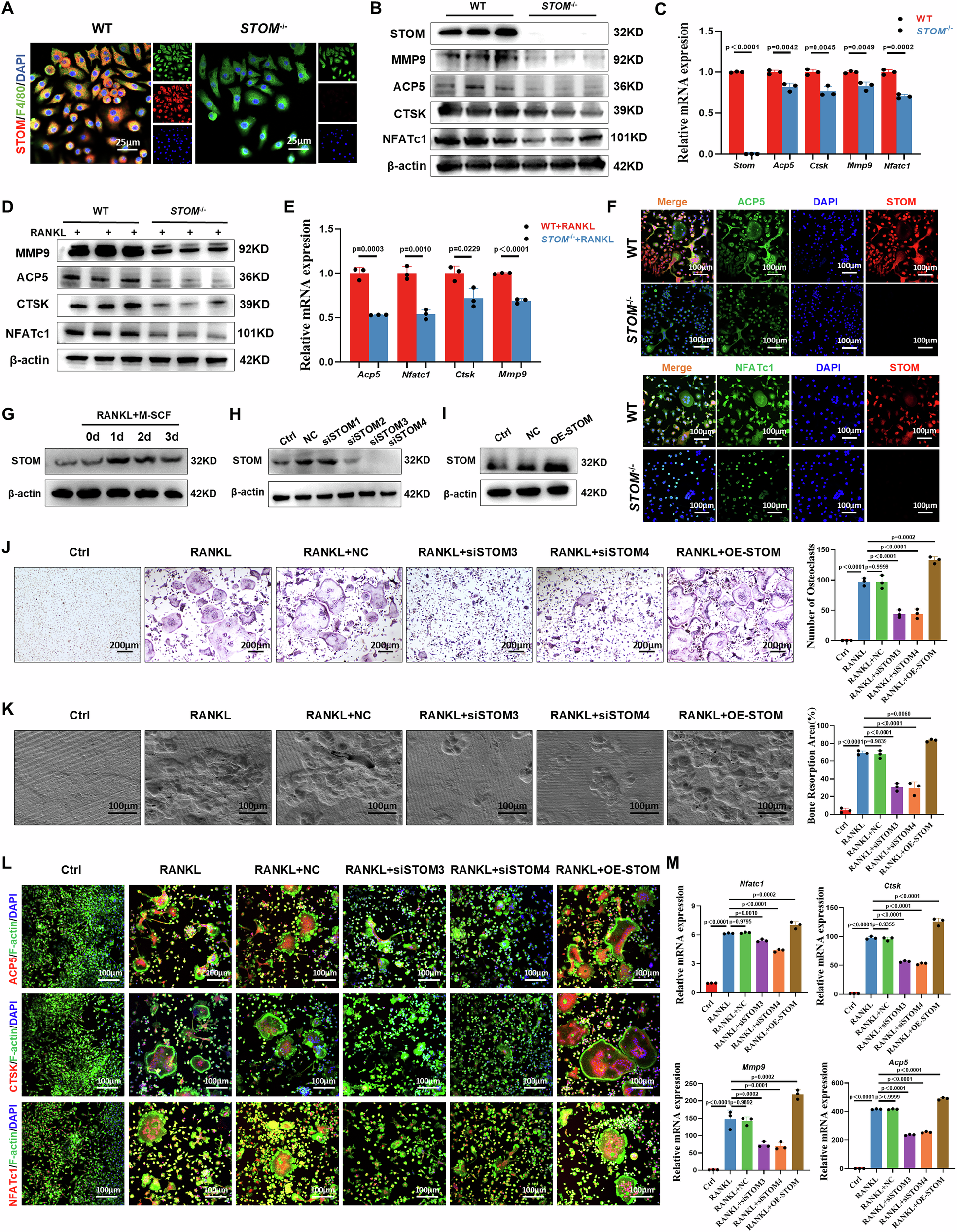 Fig. 4: STOM promotes osteoclast activation and bone resorption in vitro.
