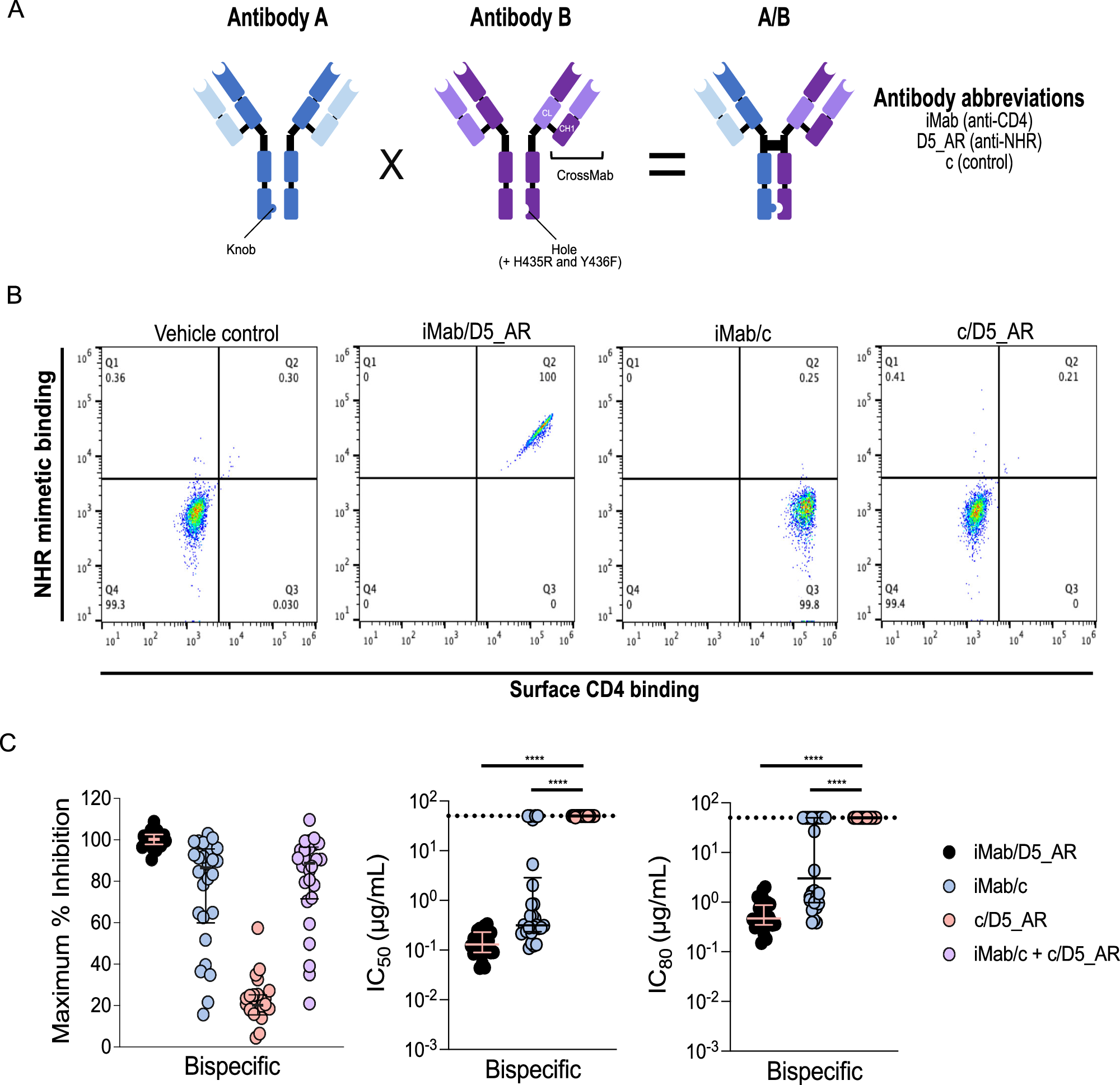 Fig. 2: Enhancing HIV-1 neutralization by NHR-targeting antibody through bispecific antibody-mediated prepositioning on host cells.