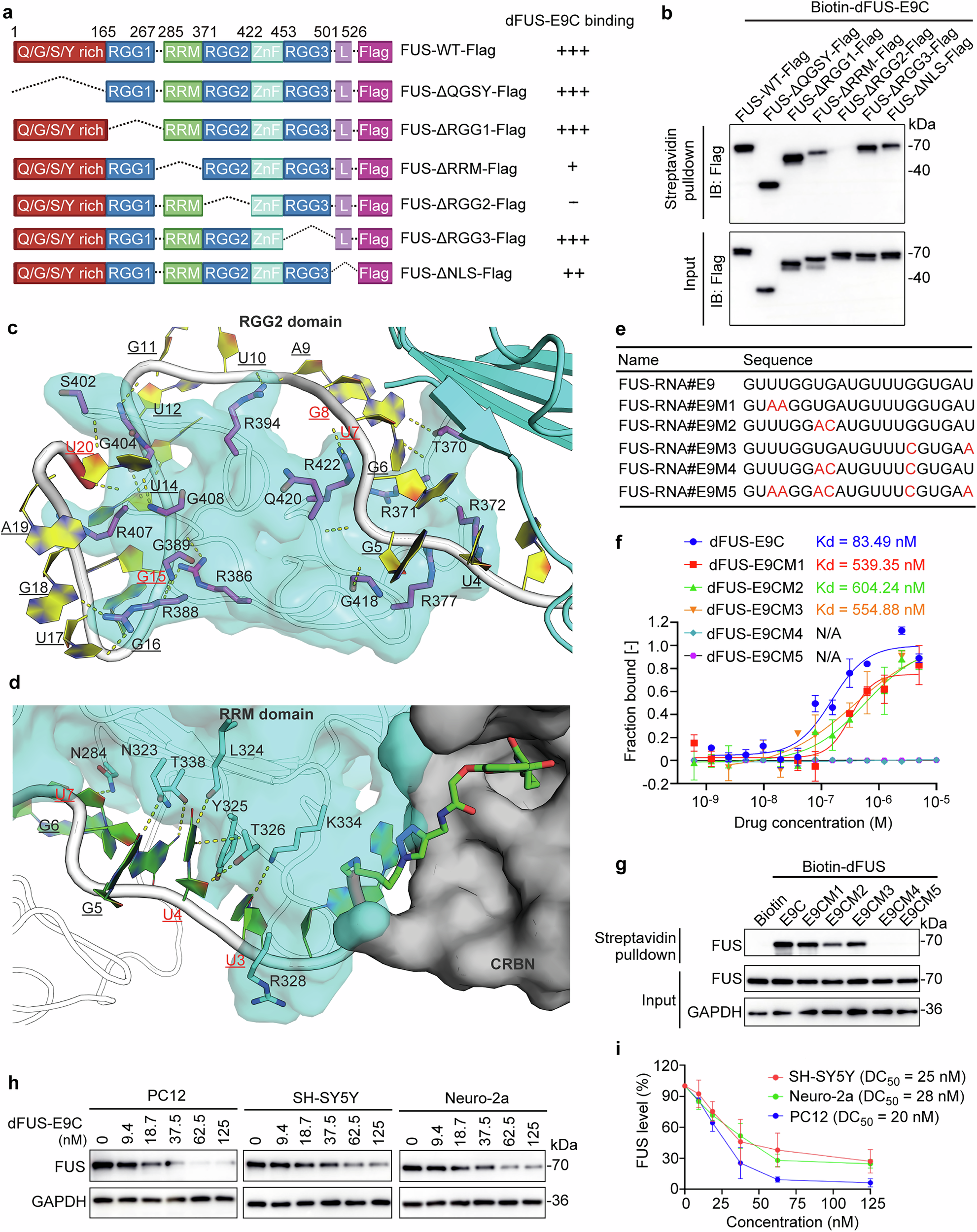 Fig. 2: dFUS-E9C interacts with RGG2 and RRM domains of FUS.