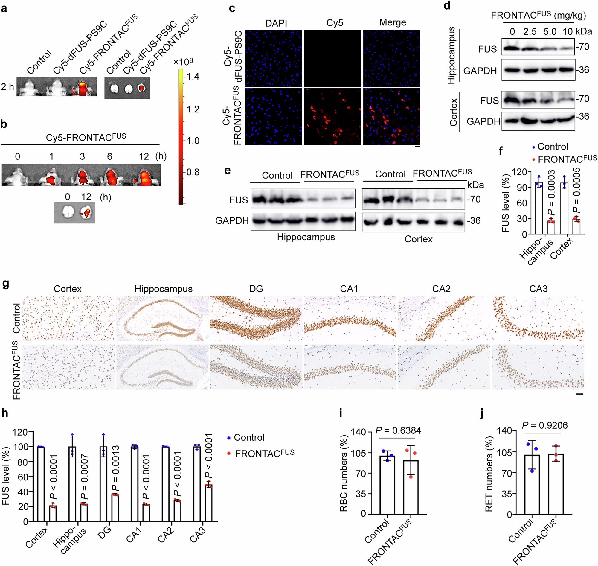 Fig. 5: Peripherally administered FRONTACFUS degrades FUS in the mouse brain.