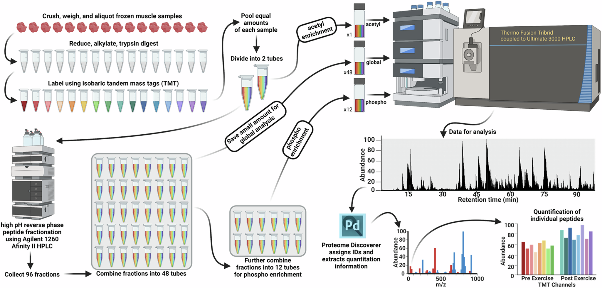 Fig. 1: Experimental procedure of the phospho-, acetyl-, and global proteomic analysis of human skeletal muscle biopsy tissues.