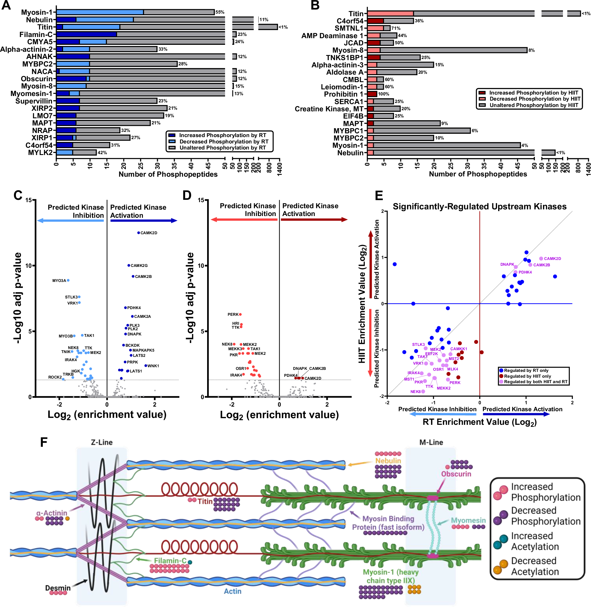 Fig. 4: Phospho-regulation of contractile and cytoskeletal proteins highlight the resistance exercise training response in skeletal muscle.