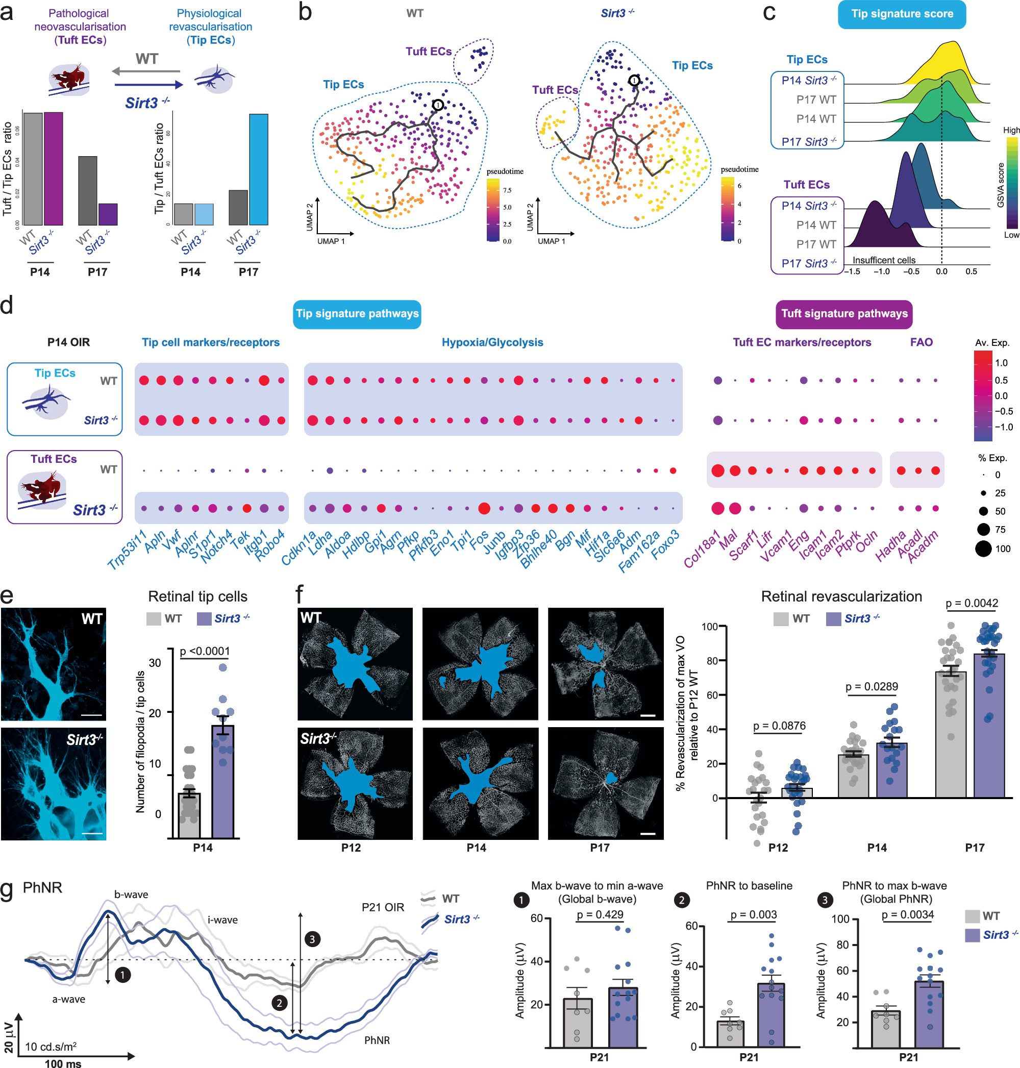Fig. 6: Sirt3 deletion reprograms early neovascular tufts for regenerative angiogenesis.