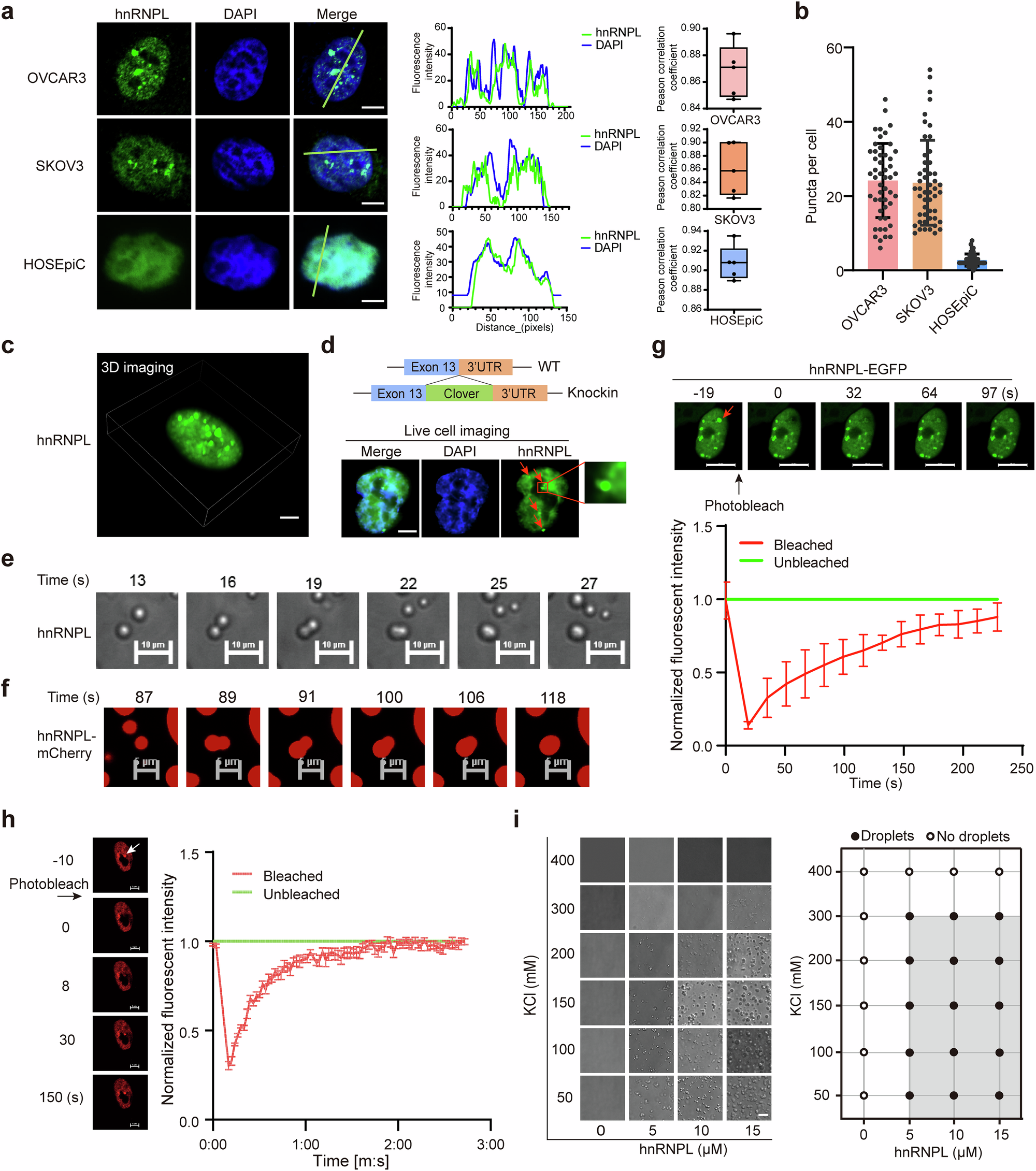 Fig. 1: hnRNPL undergoes LLPS in vitro and in vivo.