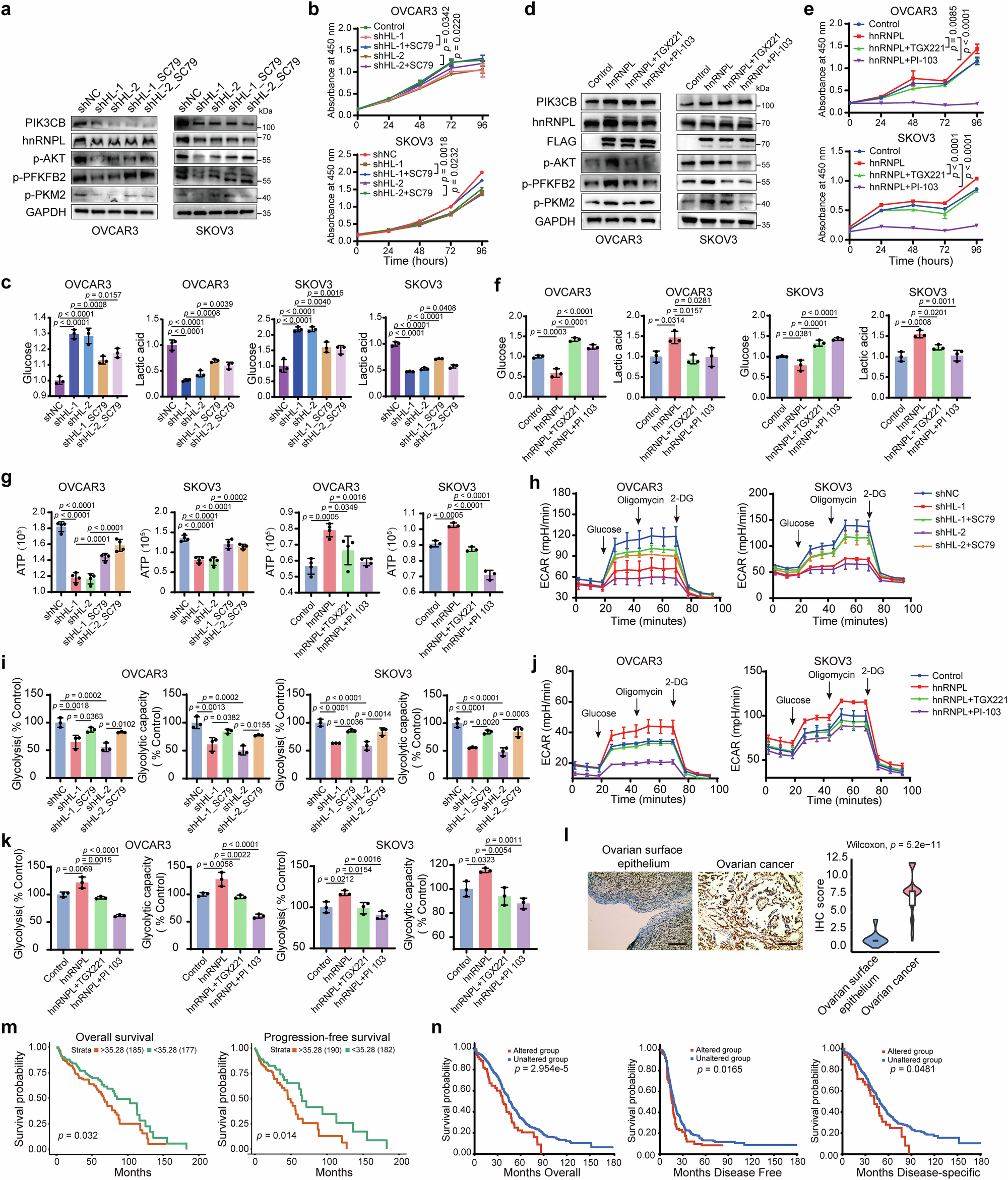 Fig. 7: The hnRNPL-PIK3CB-AKT axis promotes ovarian cancer progression.