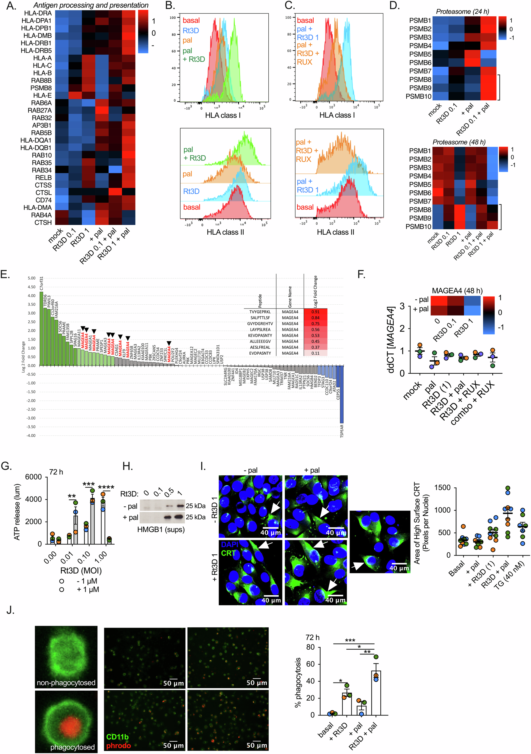 Fig. 2: Rt3D-palbociclib increases antigen-processing machinery and immunogenicity.