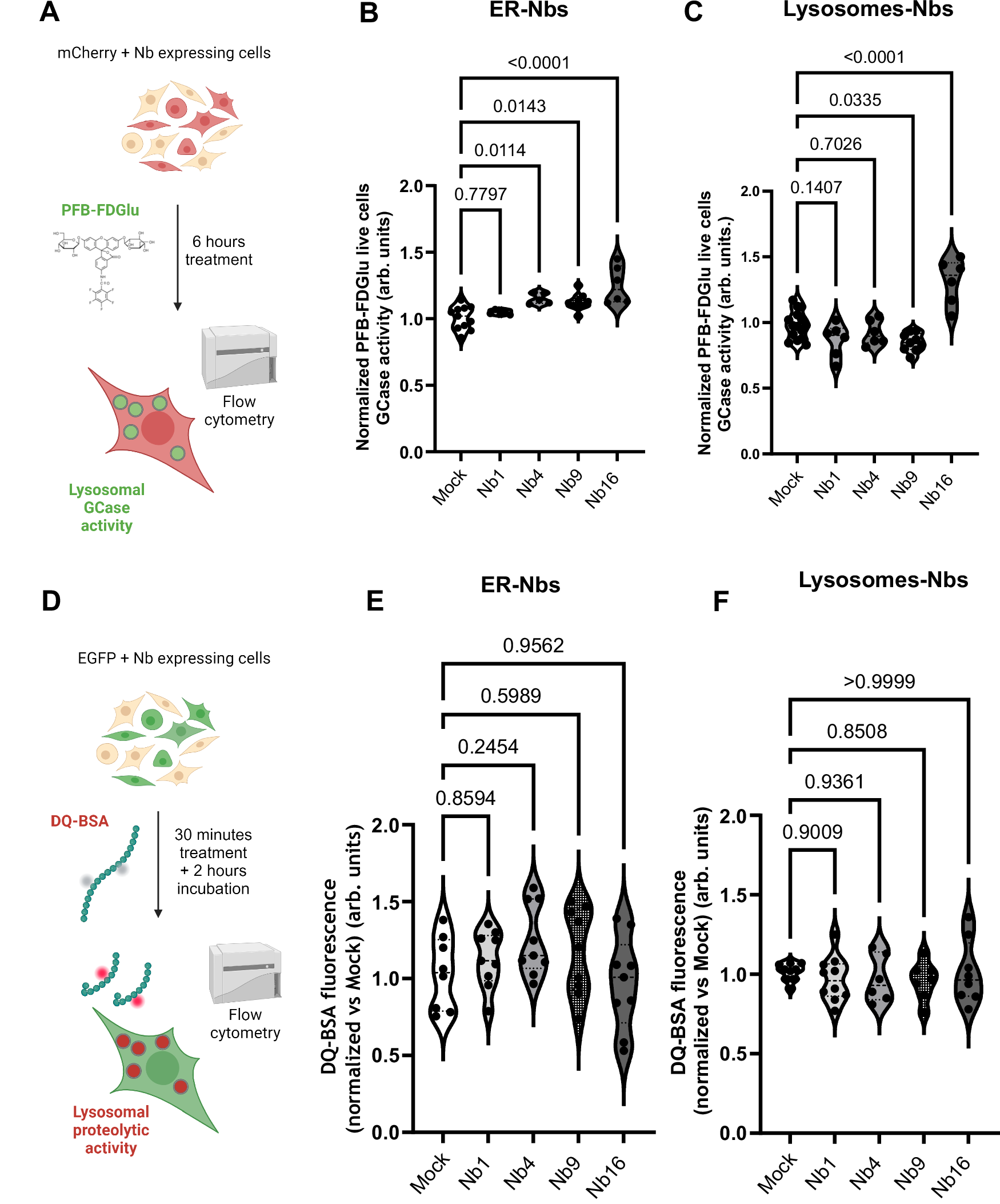 Fig. 4: Expression of ER-targeted Nb4, Nb9, and Nb16, and of lysosome-targeted Nb16, increased lysosomal GCase activity in live cells.