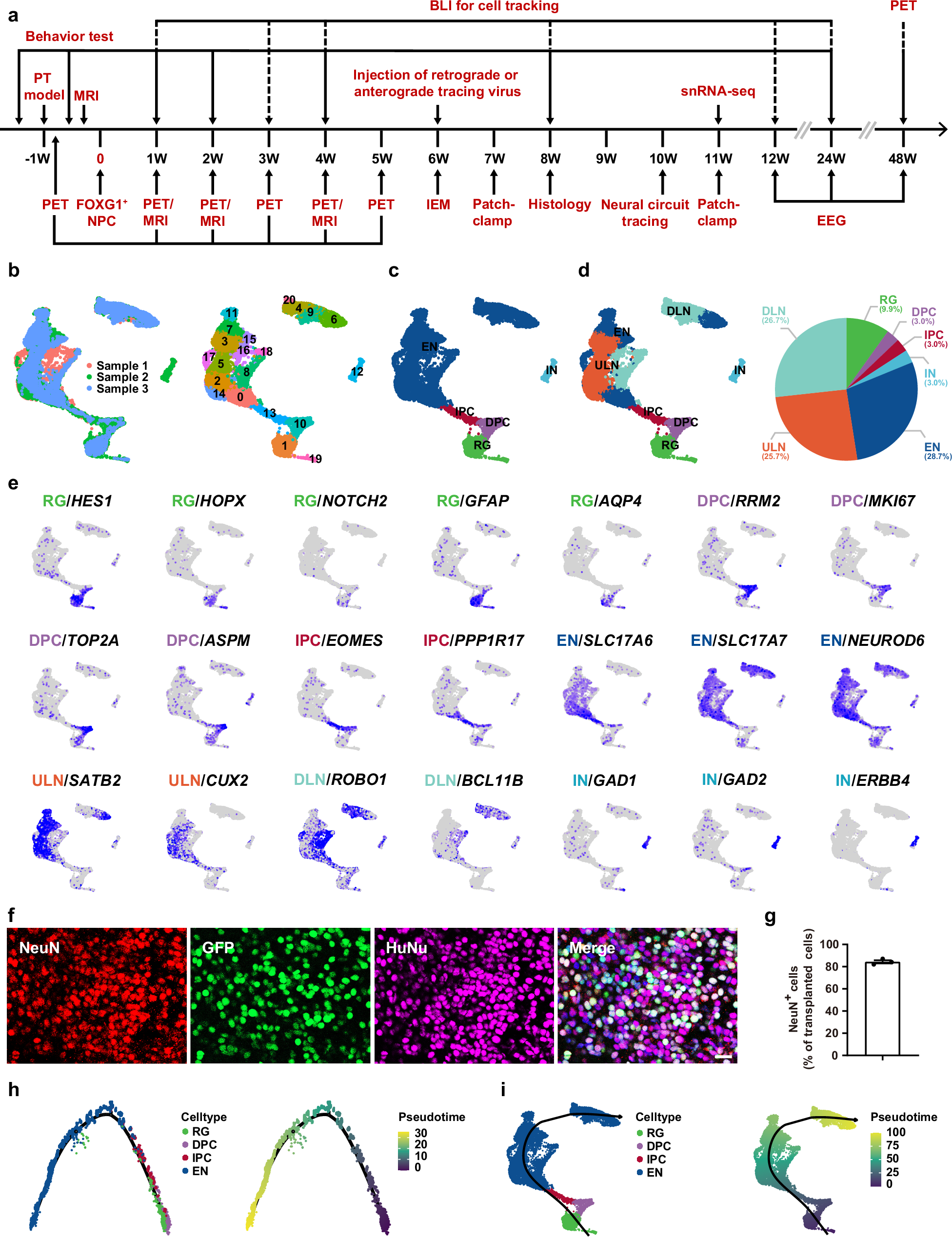 Fig. 3: In vivo differentiation of grafted forebrain NPCs in focal photothrombotic model of stroke.