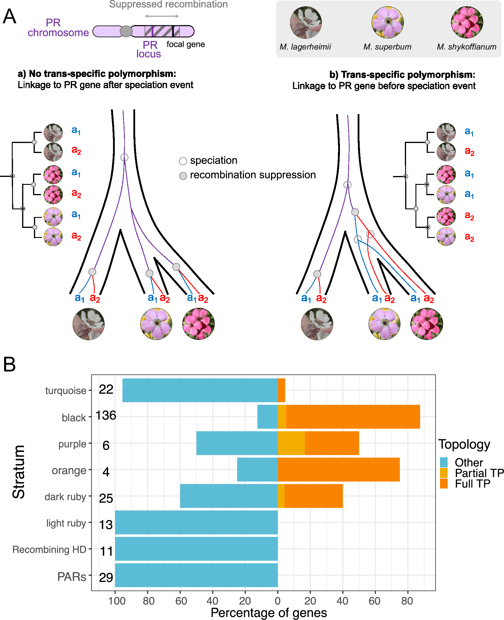 Fig. 6: Trans-specific polymorphism (TP) of genes present along the mating-type chromosomes in Microbotryum superbum, considering also M. shykoffianum and M. lagerheimii.