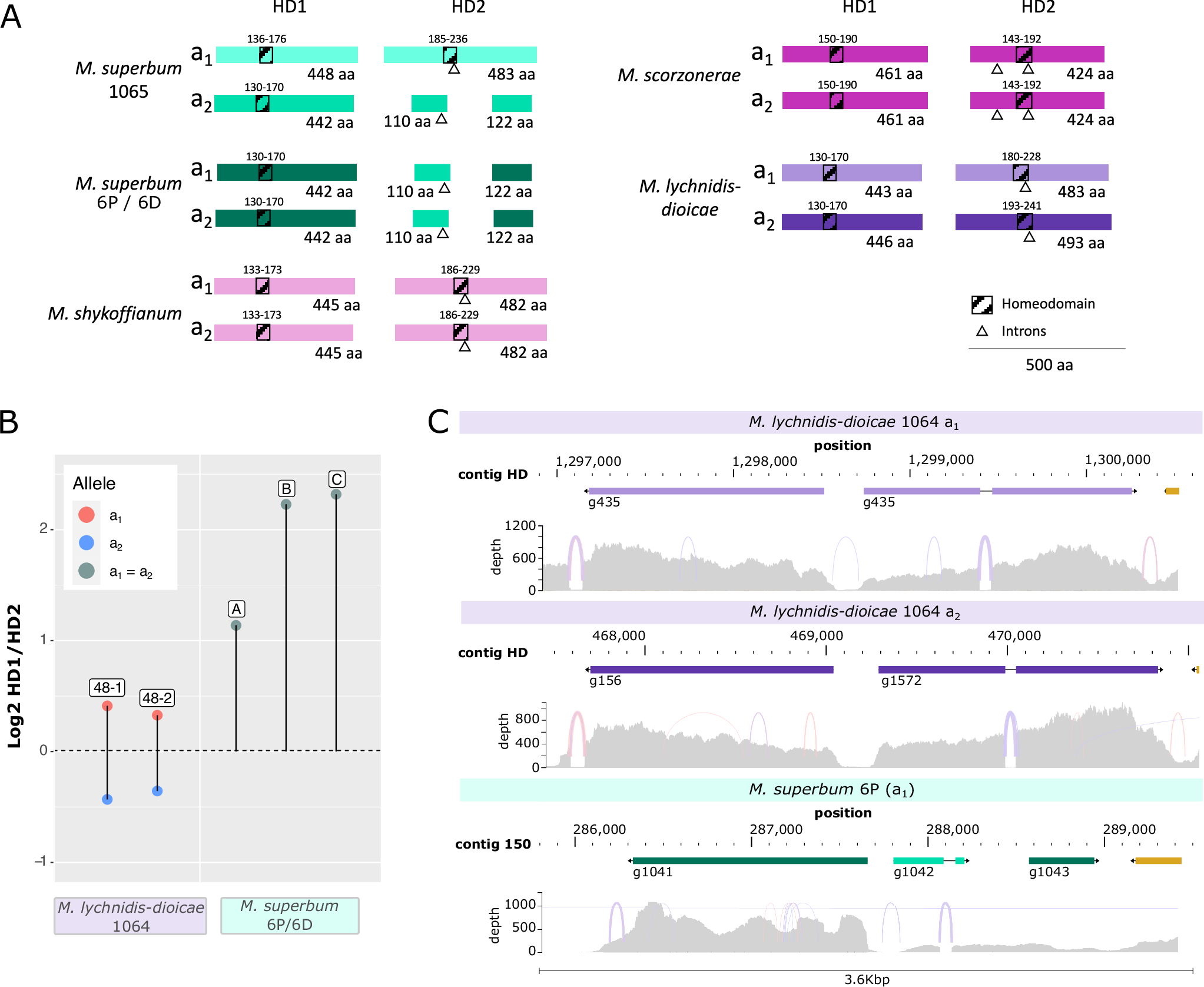 Fig. 7: Expression and structure of the HD genes in Microbotryum fungi.