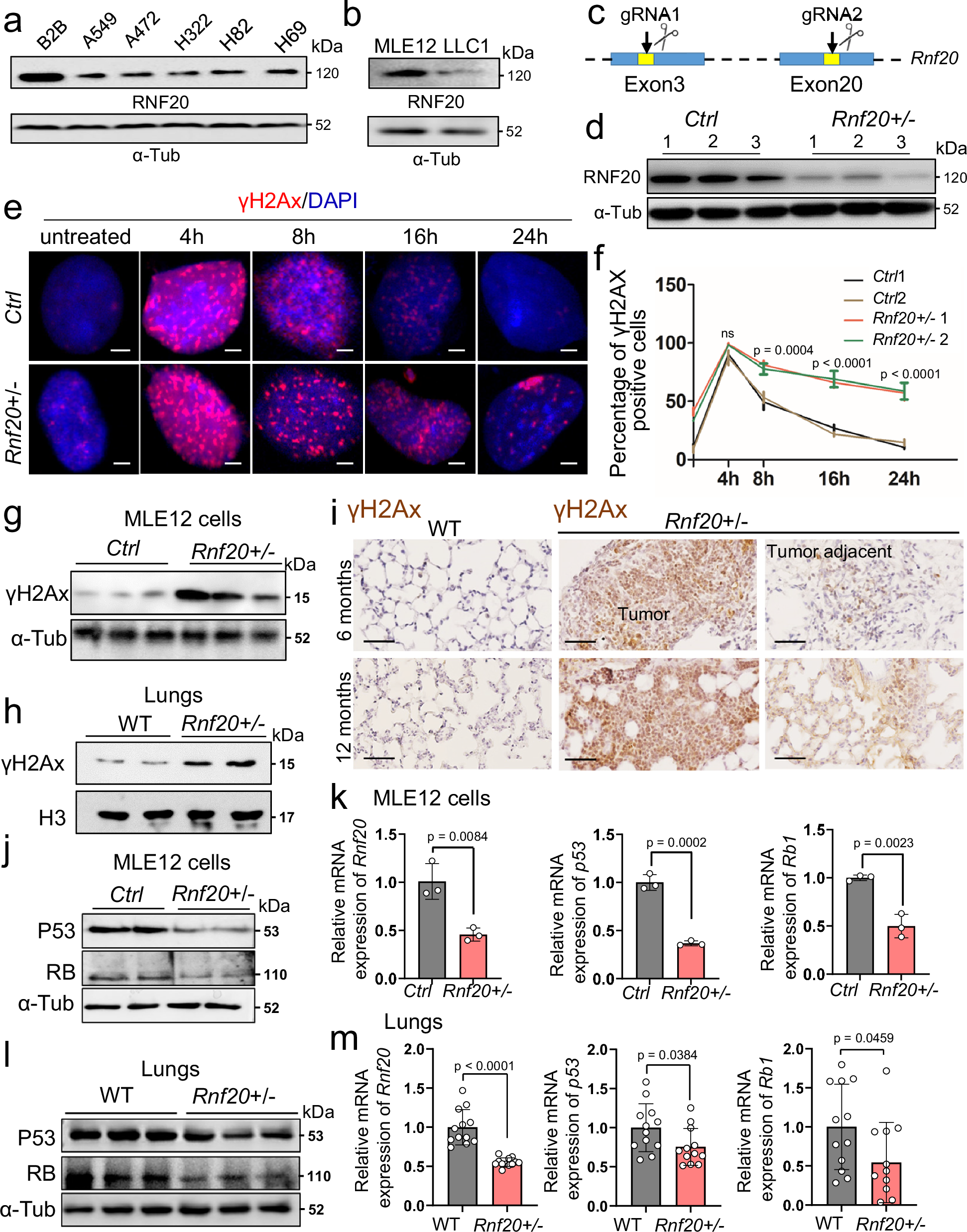 Fig. 2: Rnf20 haploinsufficiency results in pronounced defects in DNA repair and decrease in p53 and RB levels.