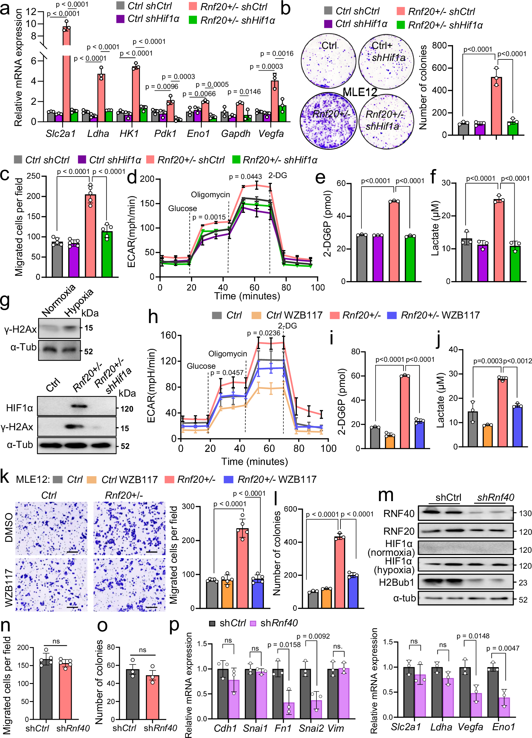 Fig. 5: HIF1α activation upon Rnf20 loss results in metabolic rewiring, DNA damage, and increased cell growth and migration.