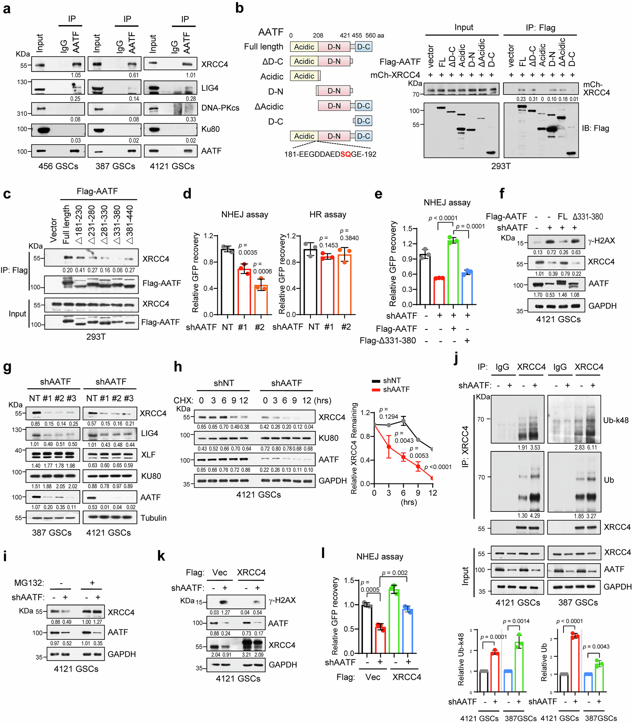 Fig. 3: AATF promotes NHEJ repair by stabilizing XRCC4 in GSCs.