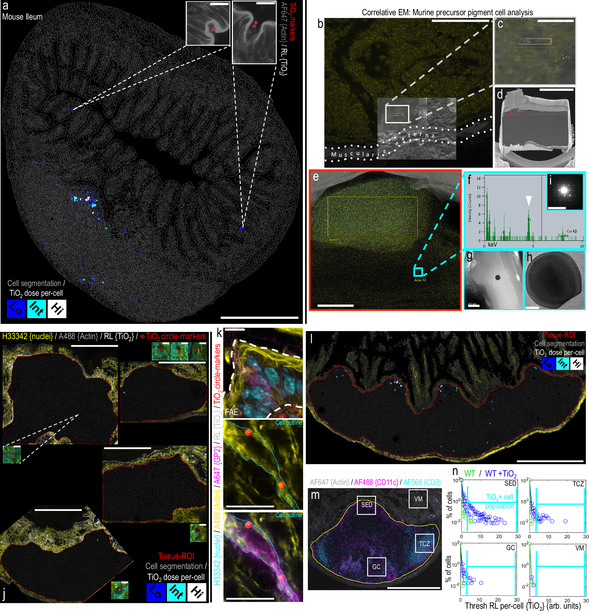 Fig. 2: A mouse feeding study demonstrates fgTiO2 specificity for Peyer’s patches.
