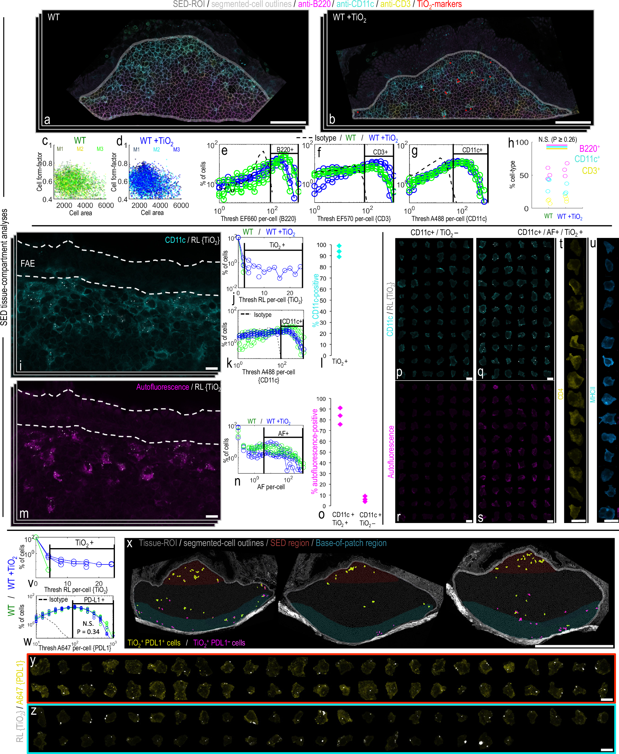 Fig. 4: fgTiO2 selectively targets PD-L1+ LysoMac and LysoDC cells.