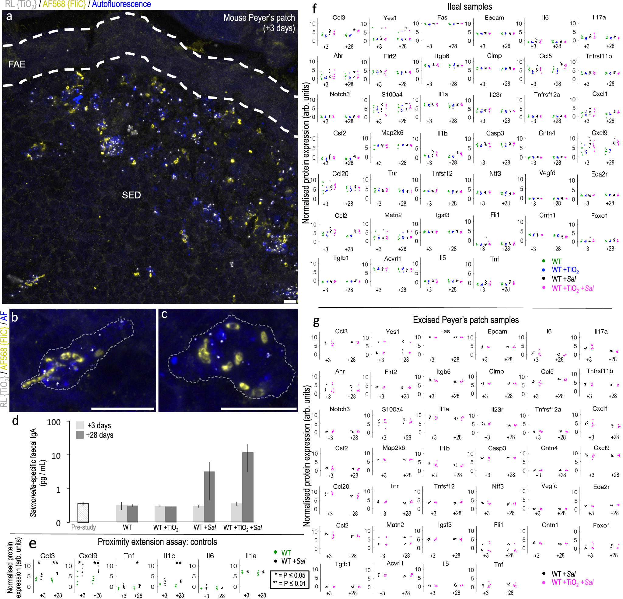Fig. 5: fgTiO2-Salmonella interactions.