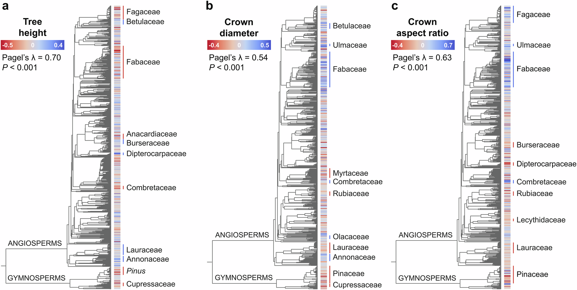 Fig. 3: Variation in tree crown architecture across the tree of life.