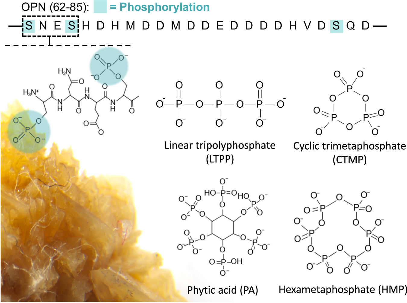 Fig. 2: Molecular modifiers of calcium oxalate crystallization.