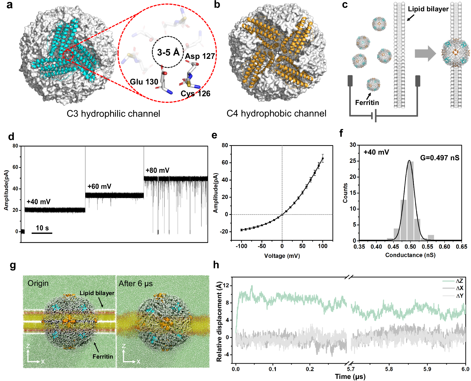 Fig. 1: Structure, ionic transport properties, and MD simulation of ferritin nanopore.
