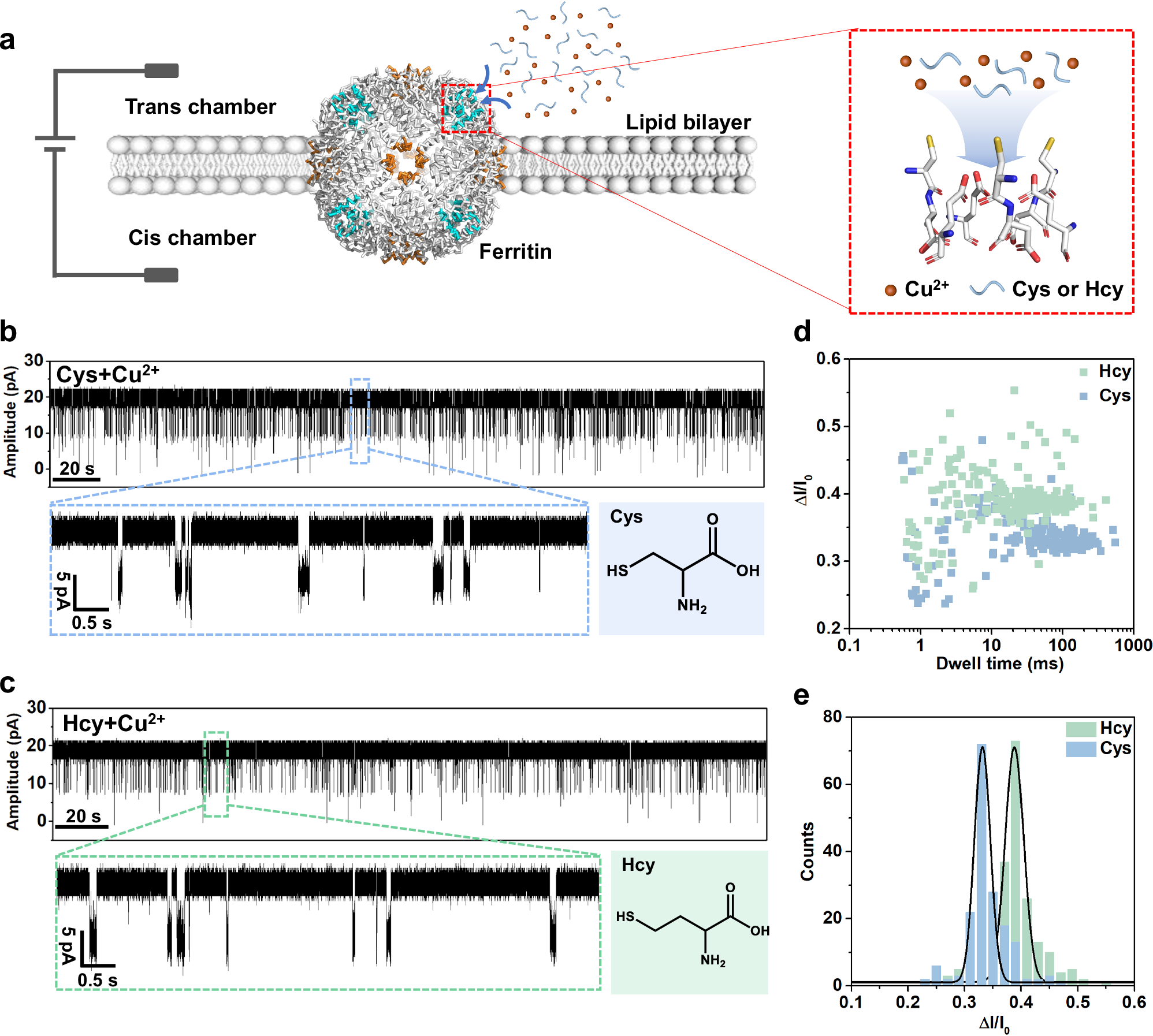 Fig. 2: Single-molecule sensing of L-cysteine (Cys) and L-homocysteine (Hcy) by ferritin nanopore with the assistance of Cu2+.