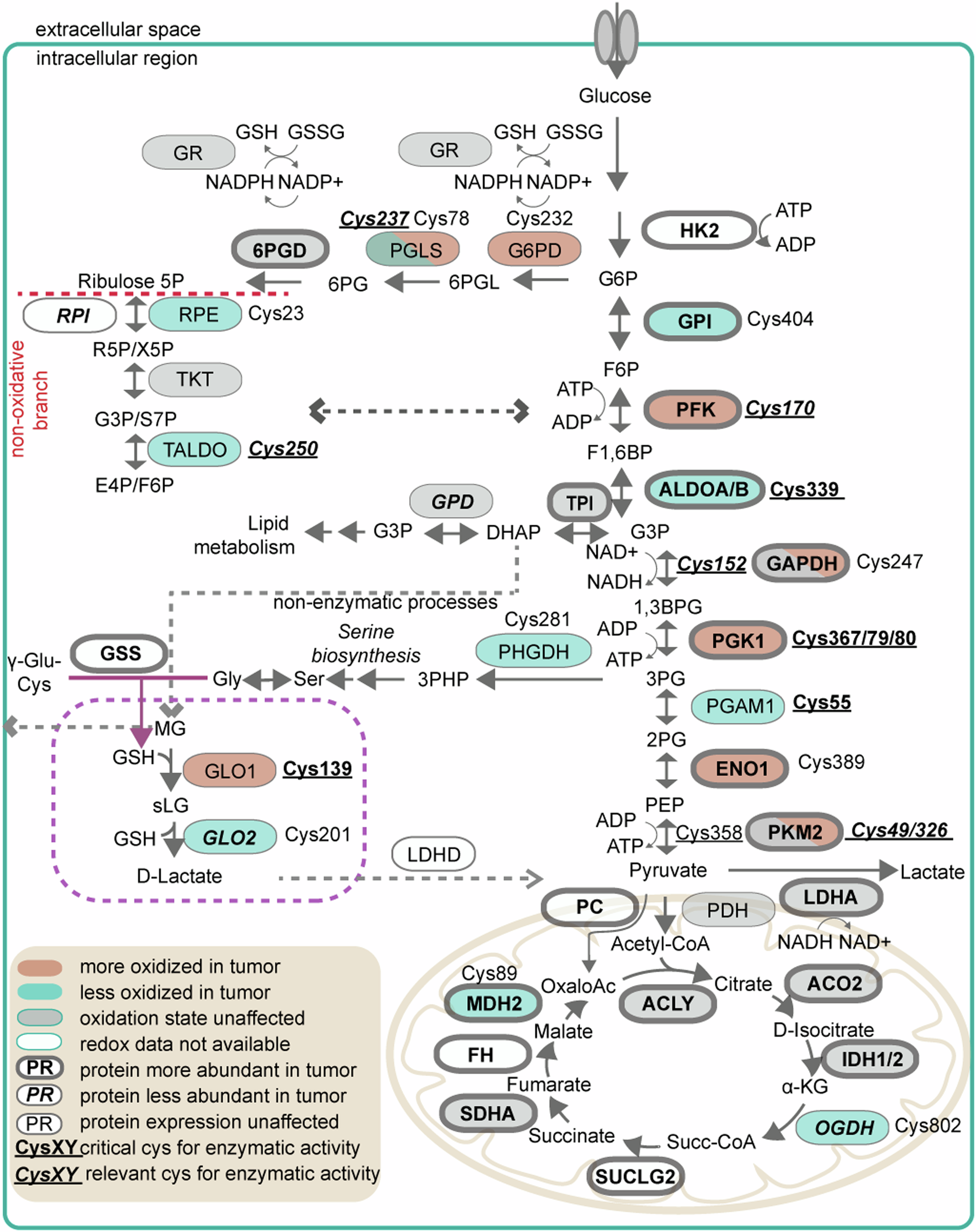 Fig. 2: Oxidative and abundance changes of glucose and methylglyoxal metabolic enzymes in lung cancer patients.