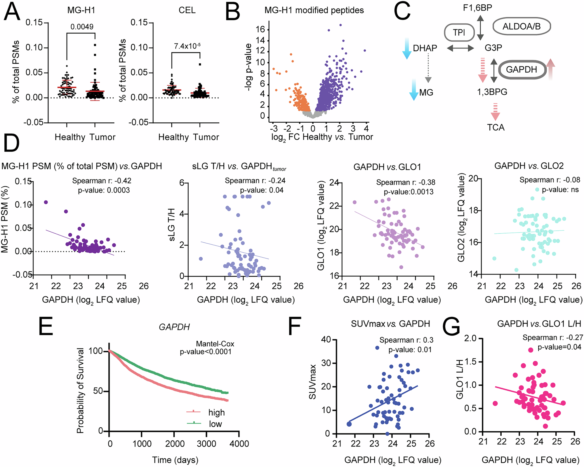 Fig. 5: GAPDH is inversely correlated with methylglyoxal production, GLO1 abundance and redox status.