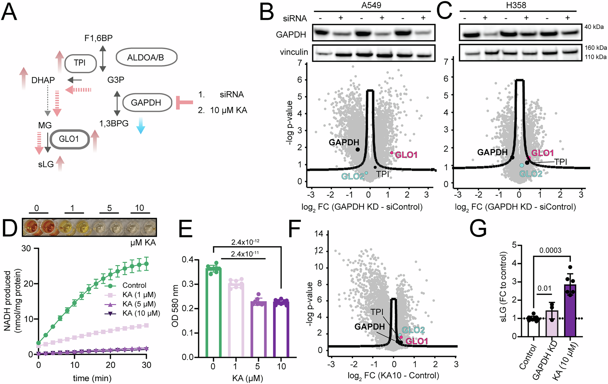 Fig. 6: Impaired GAPDH activity induces the glyoxylate system and increases sLG.