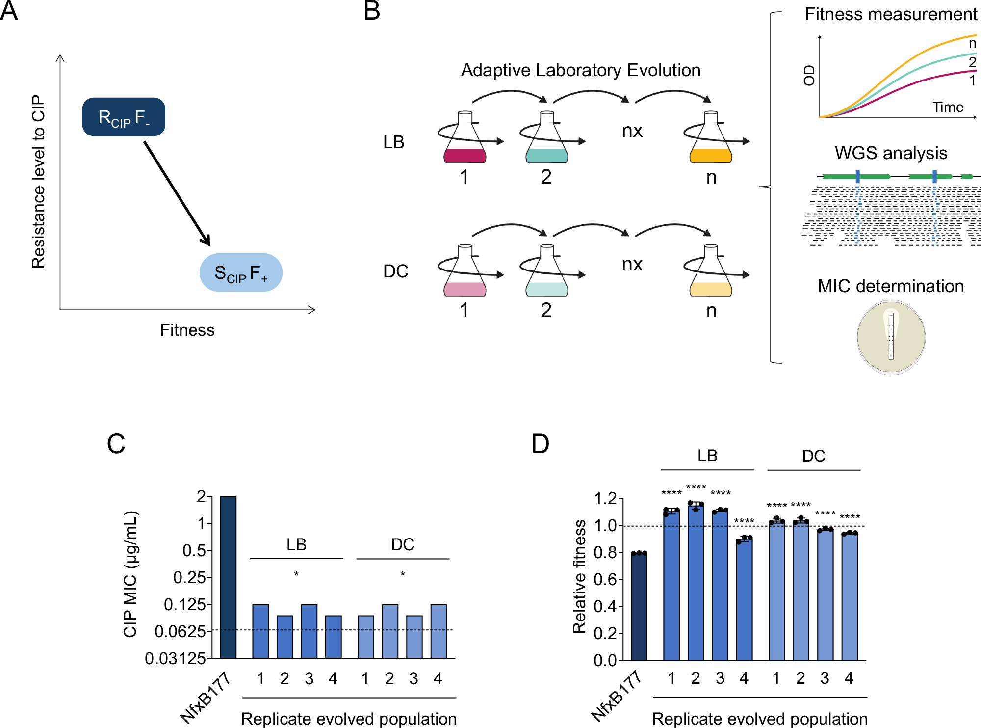 Ciprofloxacin resistance rapidly declines in nfxB defective clinical  strains of Pseudomonas aeruginosa | Nature Communications