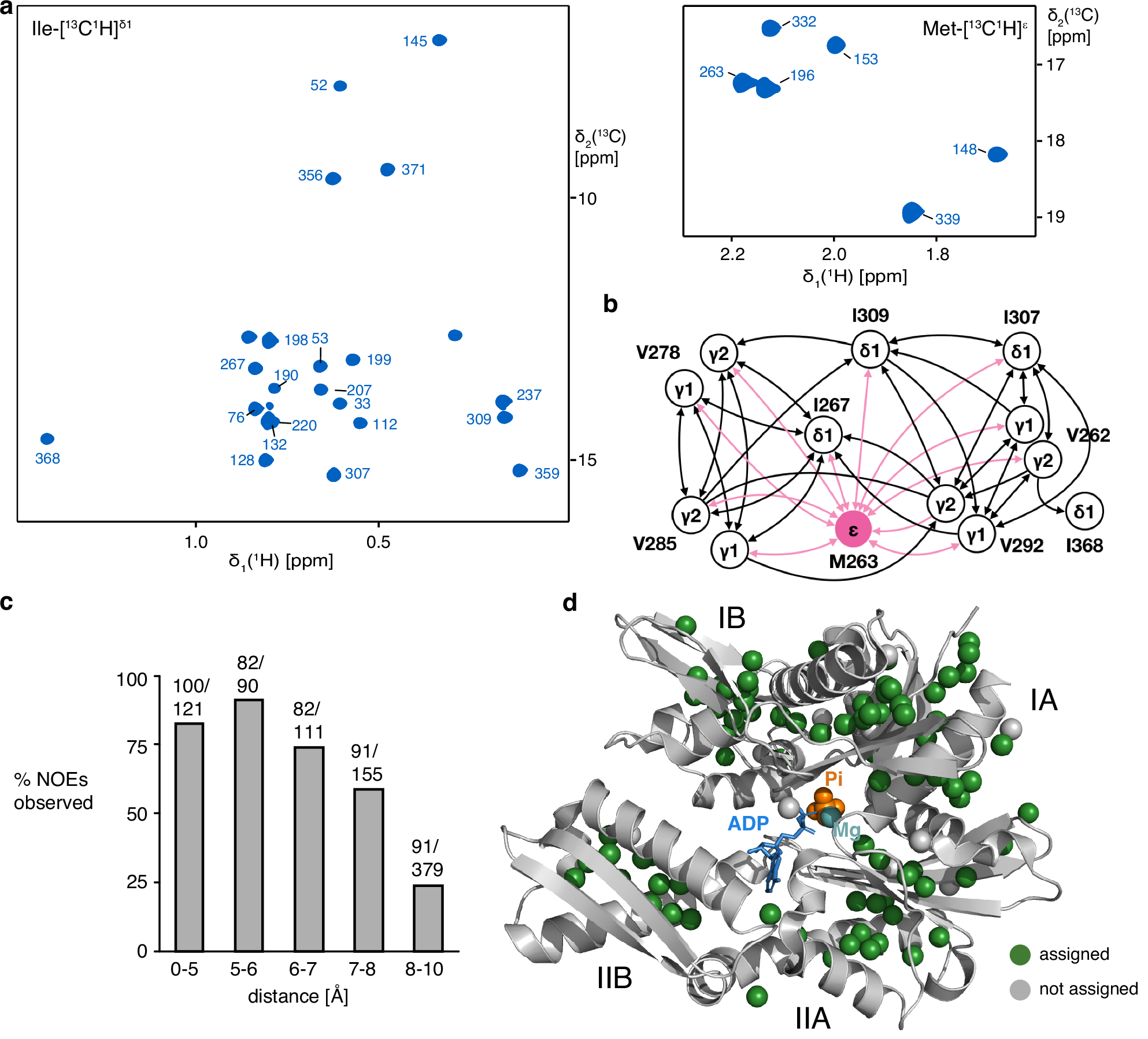 Fig. 1: Assignment of the BiP NBD ADP·Pi-bound state.