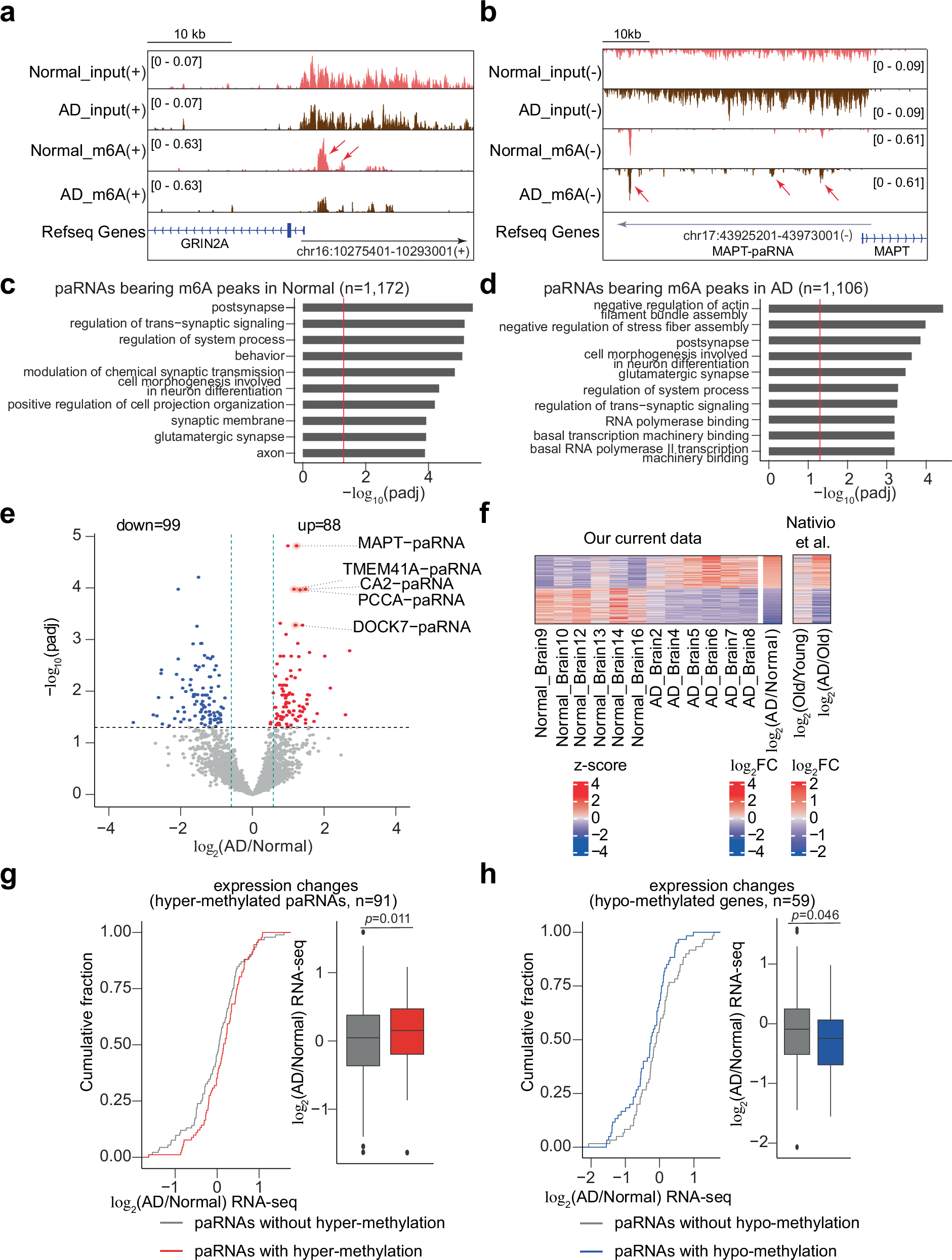 Fig. 2: The m6A methylation and expression of paRNAs in Normal and AD human brains.