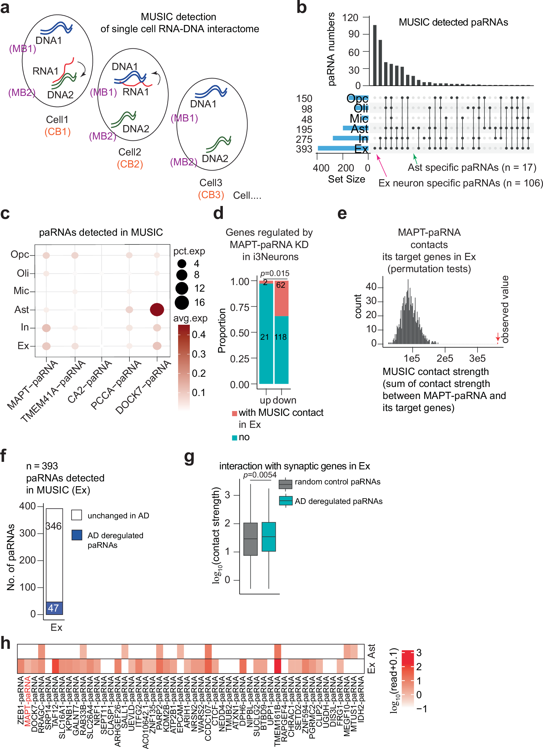 Fig. 5: paRNA-DNA interaction in human brain cells revealed by MUSIC data.