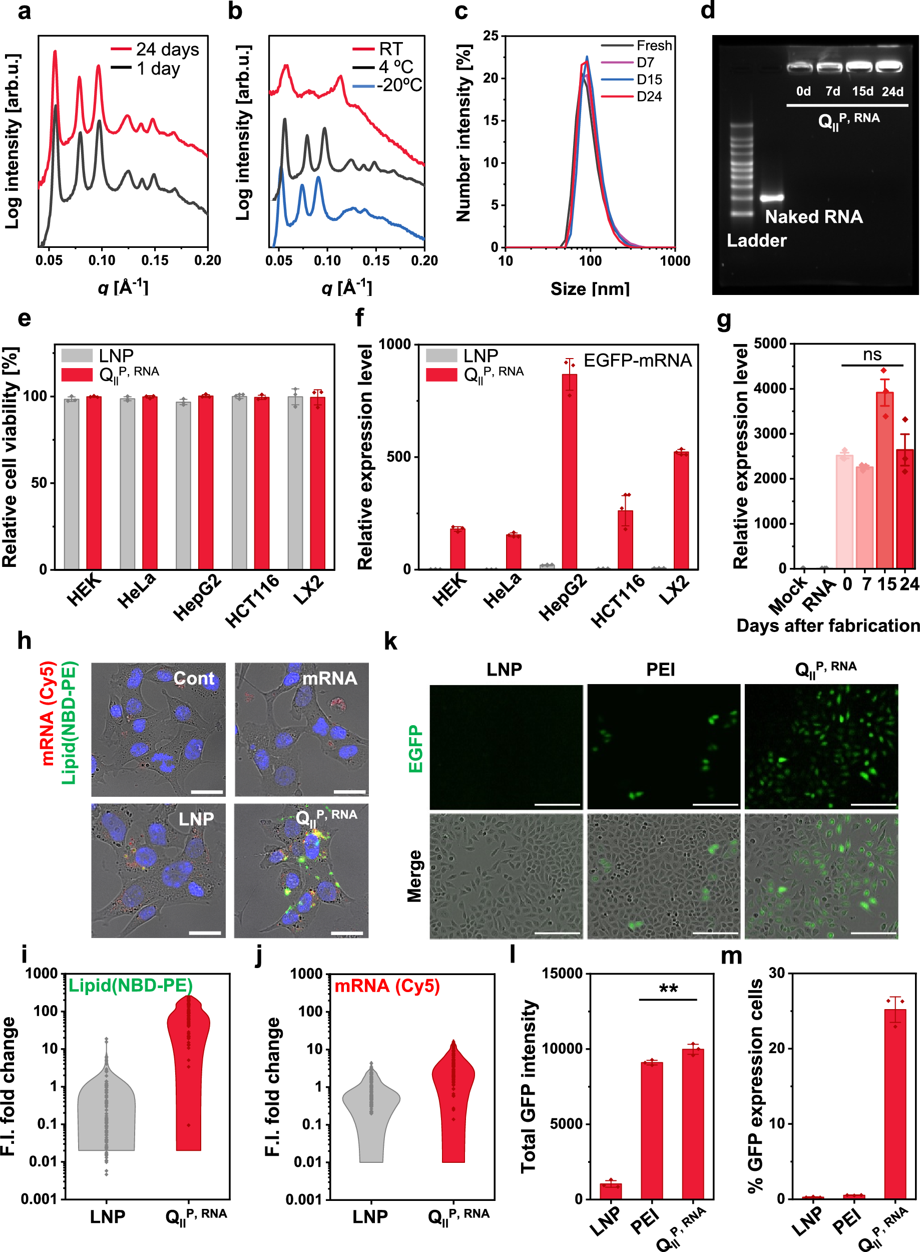 Fig. 5: Physical stability and delivery performance of cubosome–long RNA complex.