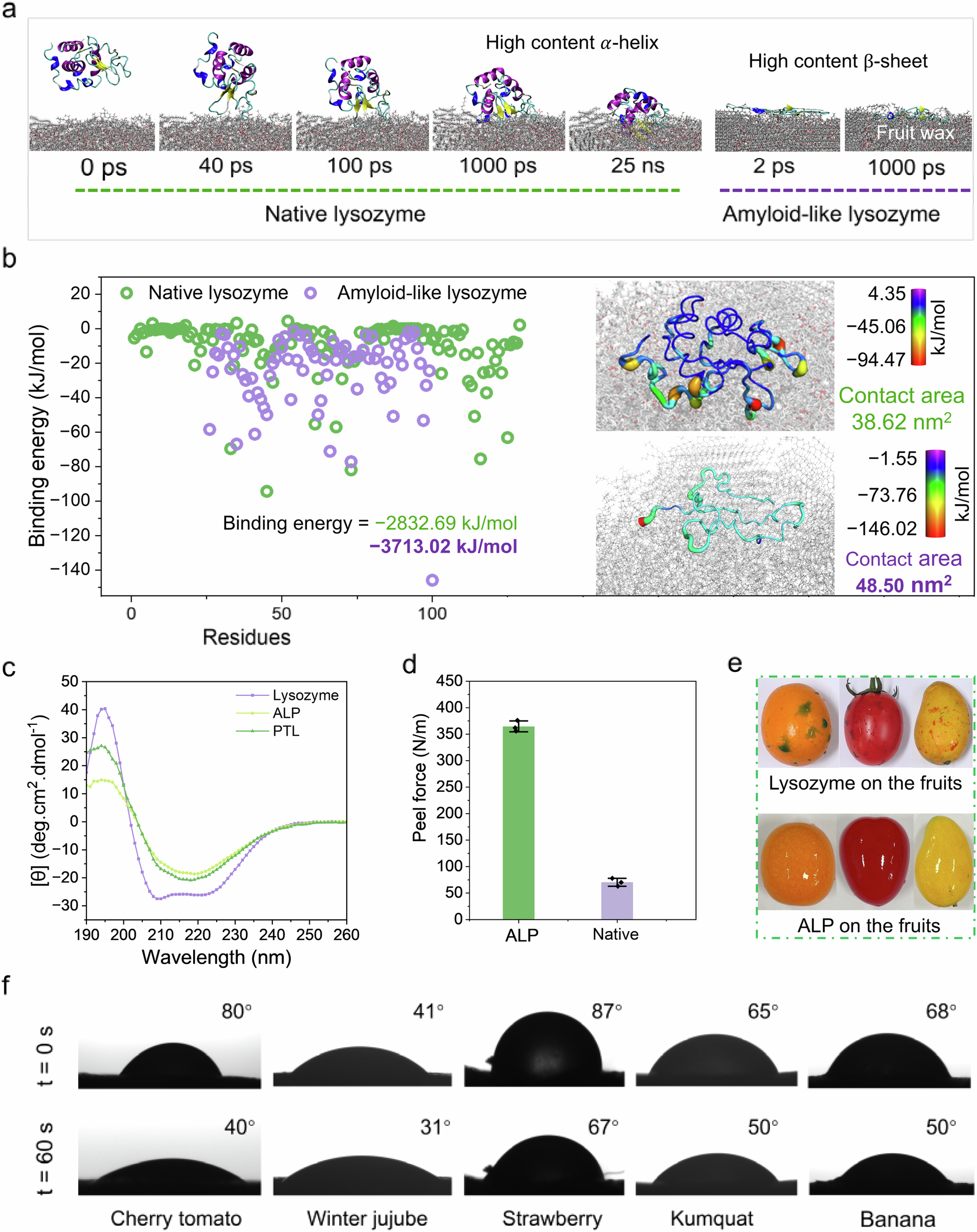 Fig. 2: Adhesion between fruits and ALP.