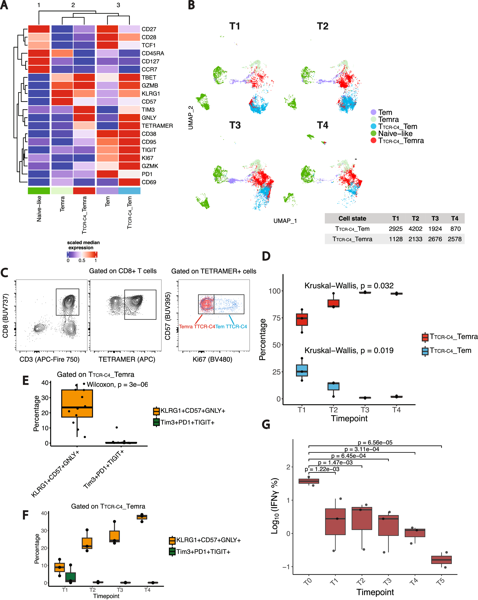 Fig. 2: CD8+ T cell subset phenotypes and functional states over time.