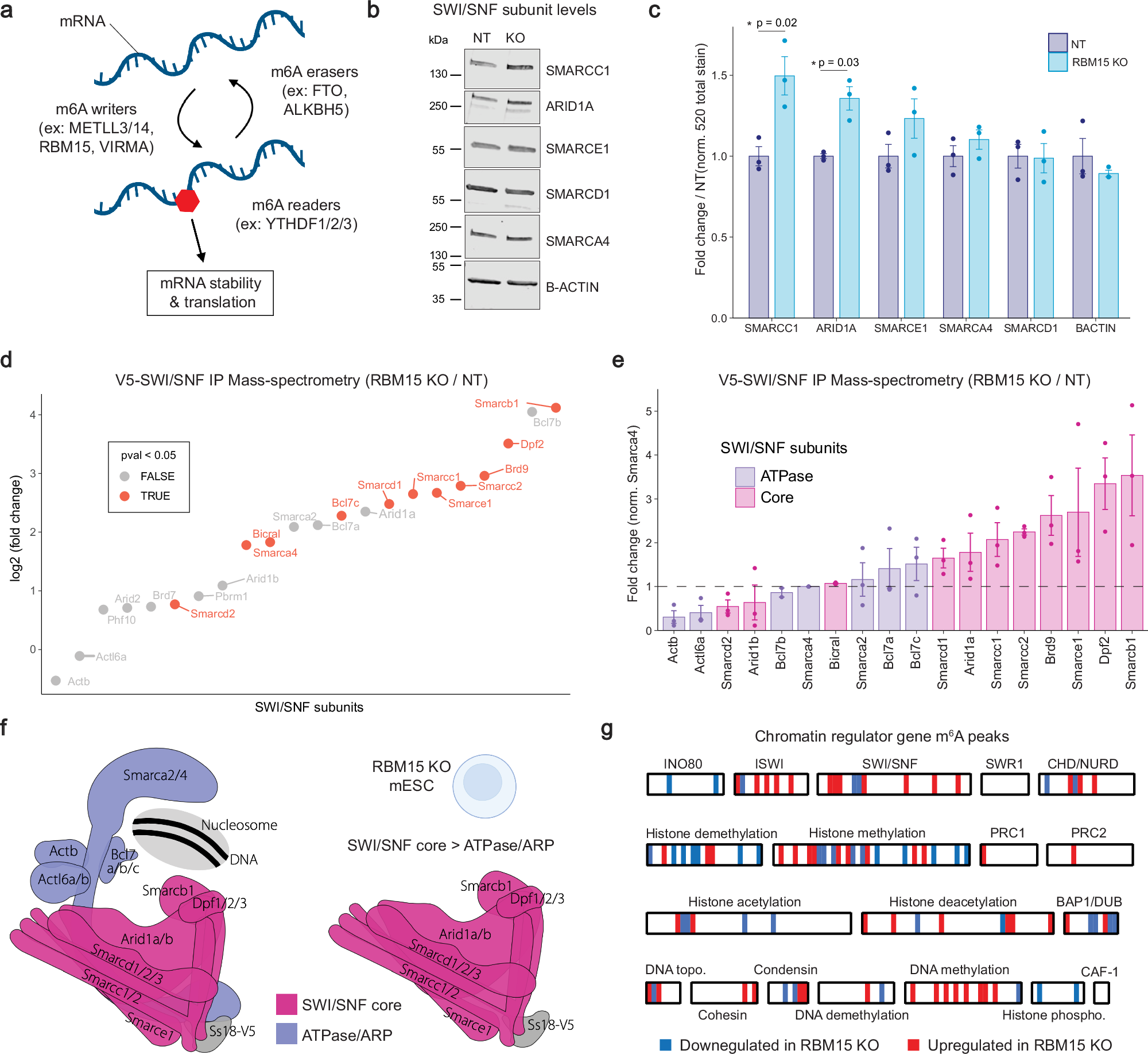 Fig. 6: RBM15 regulates SWI/SNF complex assembly in mESCs.