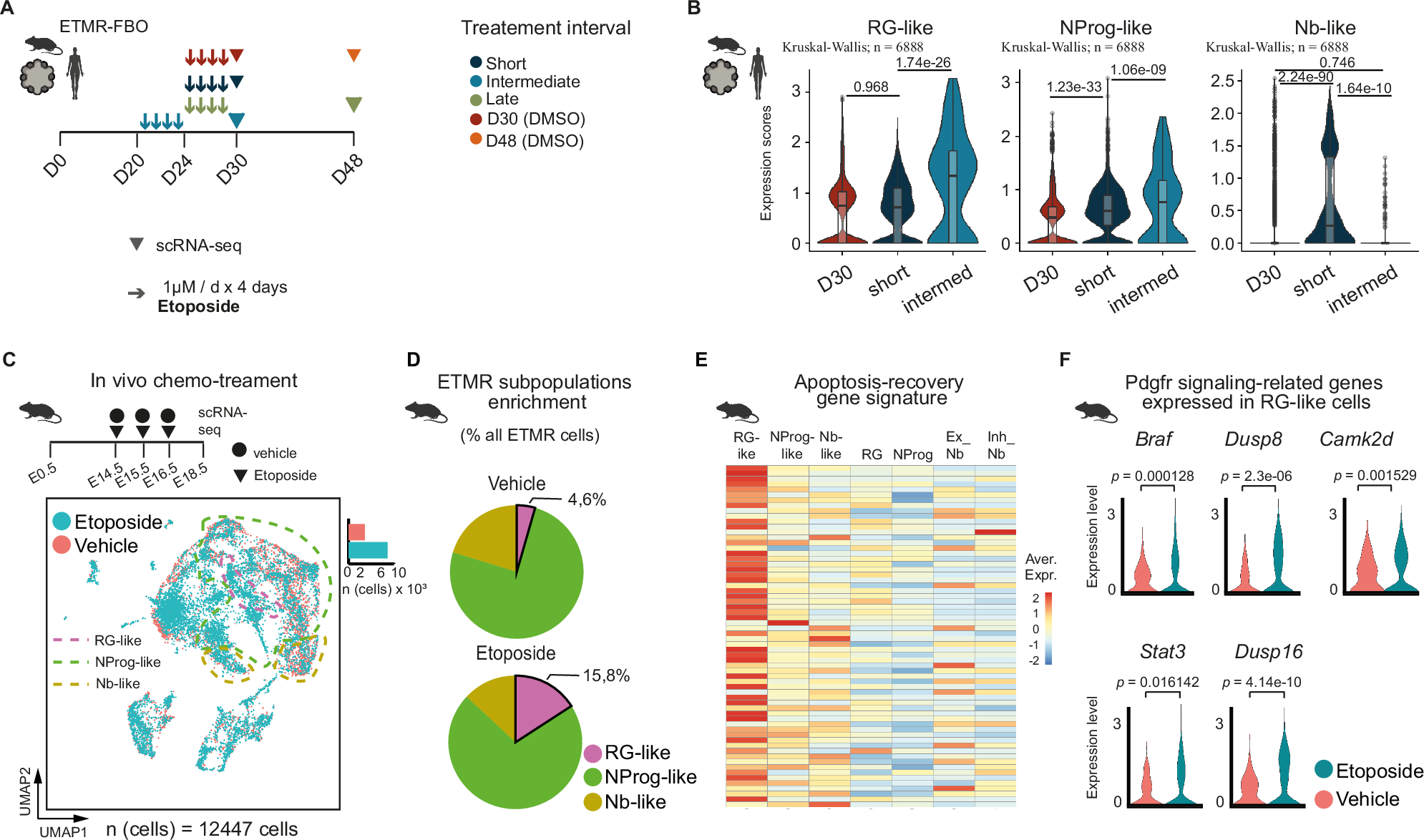 Fig. 6: Chemotherapy resistance in ETMR is mediated by RG-like tumor subpopulations upregulating PDGFR signaling.