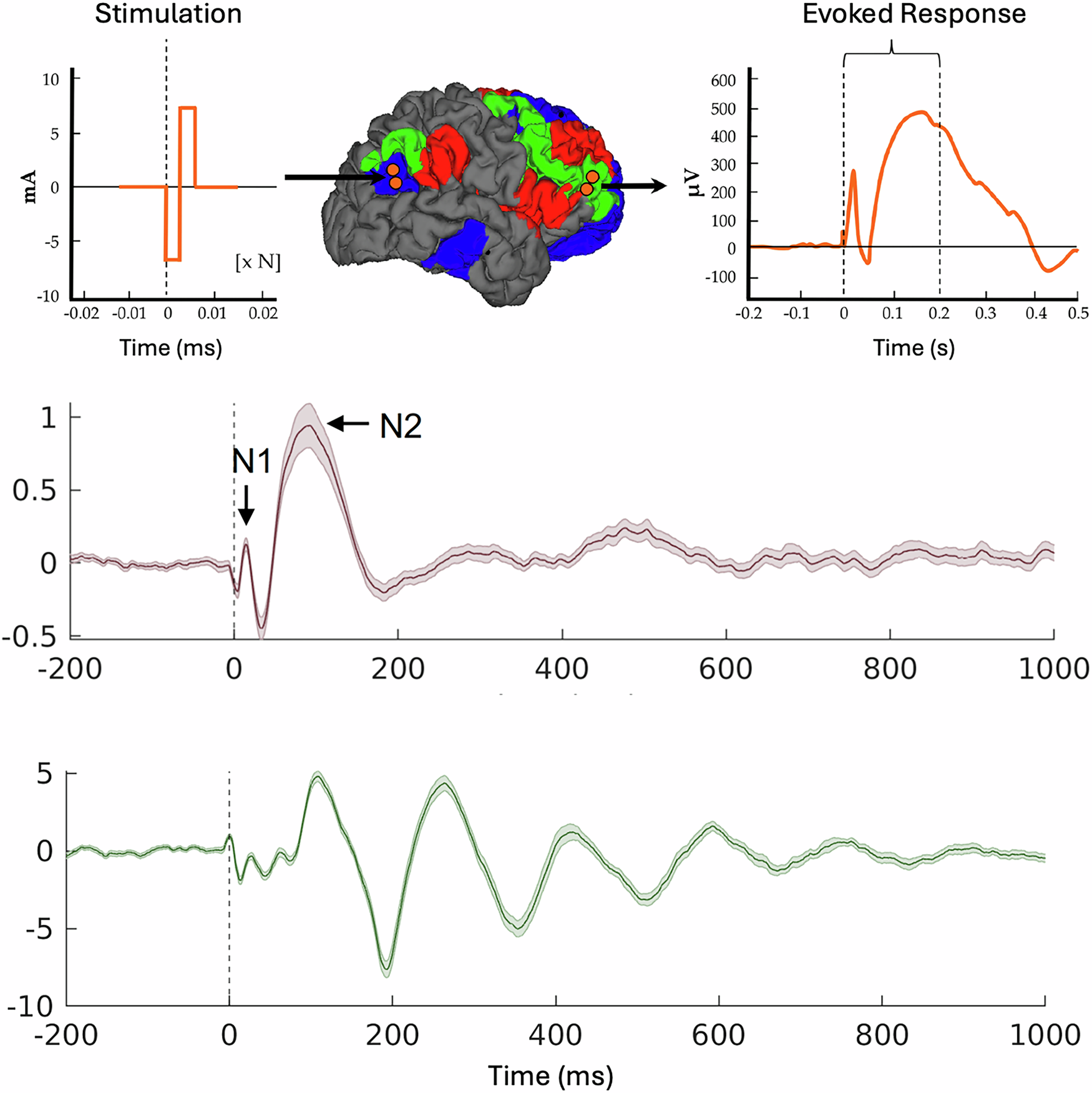 Thalamus, evoked responses and triphasic waves | Nature Communications