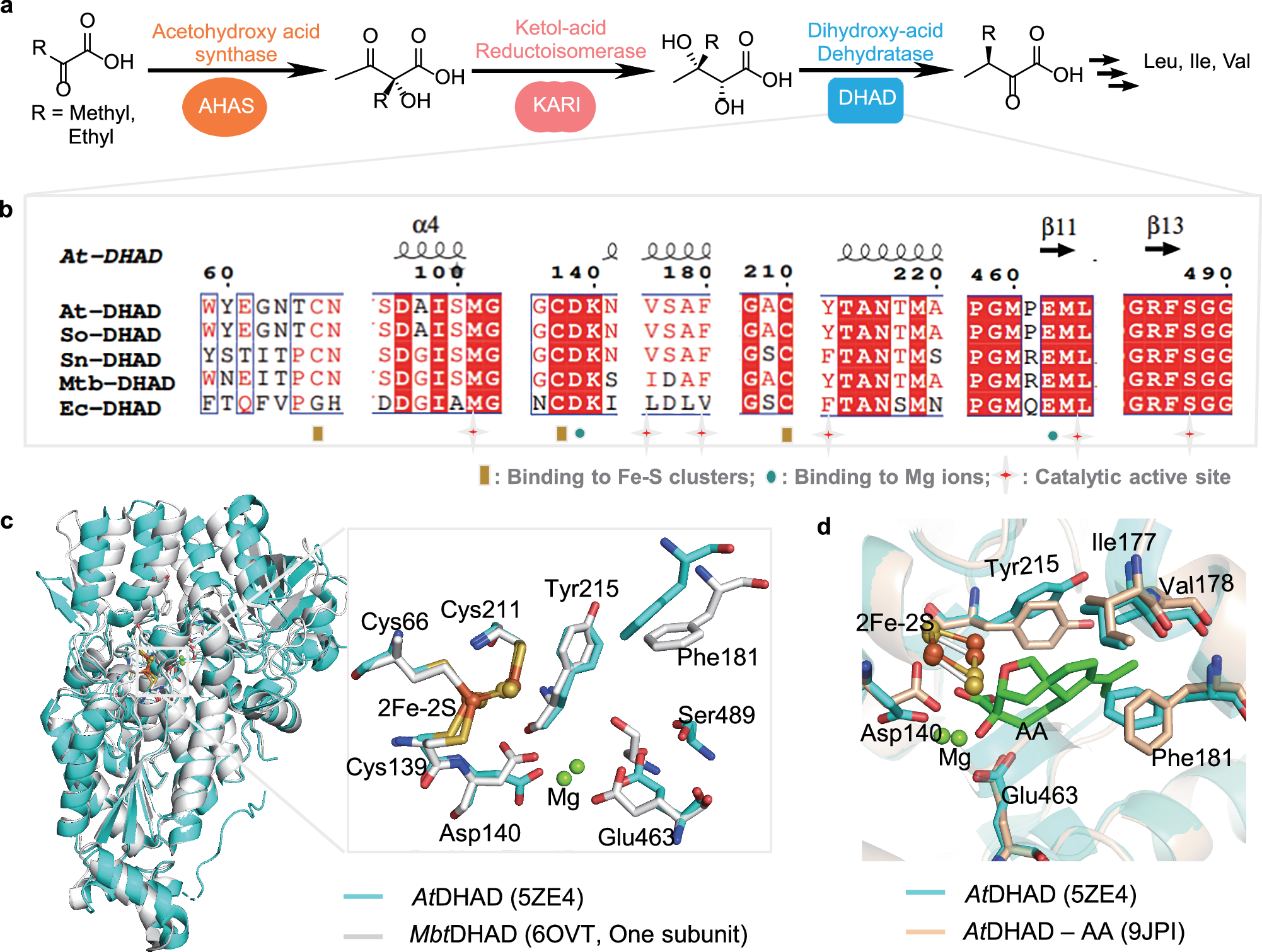 Fig. 1: Structure and function of DHAD and its catalytic mechanism.