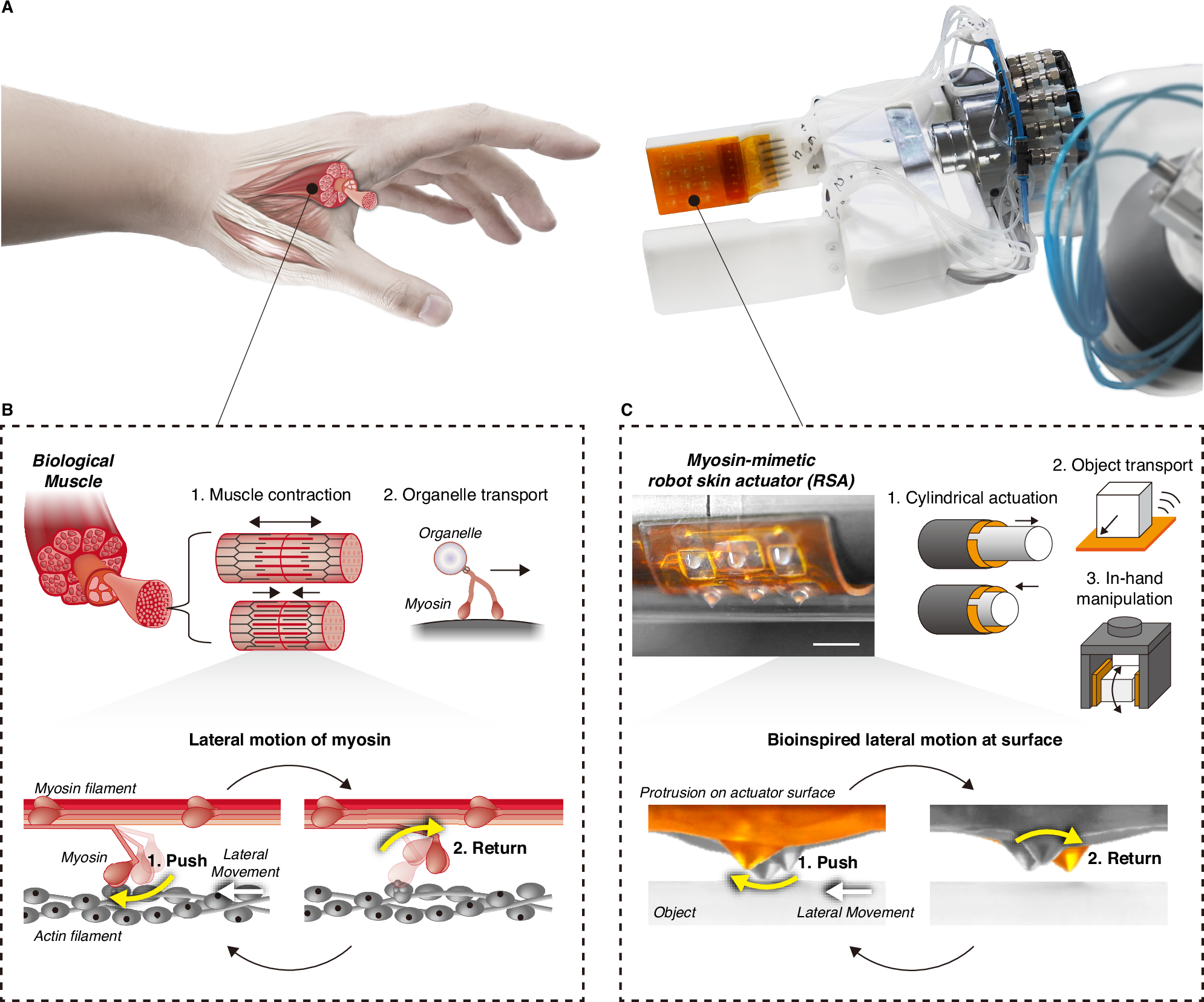 A The proposed actuator produces the movement of myosin, the protein motor that moves muscles. B Many movements in vivo, such as muscle contraction and organelle transport, result from the lateral motion of myosin. A single myosin repeatedly pushes an actin filament and then returns to its position, generating long-distance lateral motion. The unique movement of myosin requires only a small area of movement, allowing it to perform tasks on various shapes of organ surfaces. C The complex pneumatic network structure inside the proposed actuator transforms the input pressure signal into myosin-mimicking motion on the surface. The thin, flexible geometry and myosin-mimicking movements allow the actuator to adapt its shape to different environments and perform tasks.