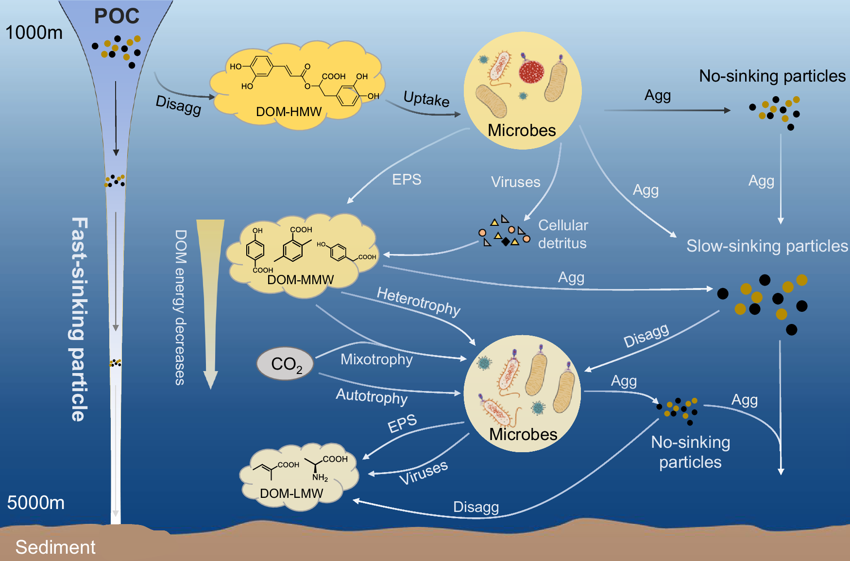 Fig. 4: Chromophoric dissolved organic matter (CDOM) dynamics is driven by stepped microbe-DOM loop (SMDL).