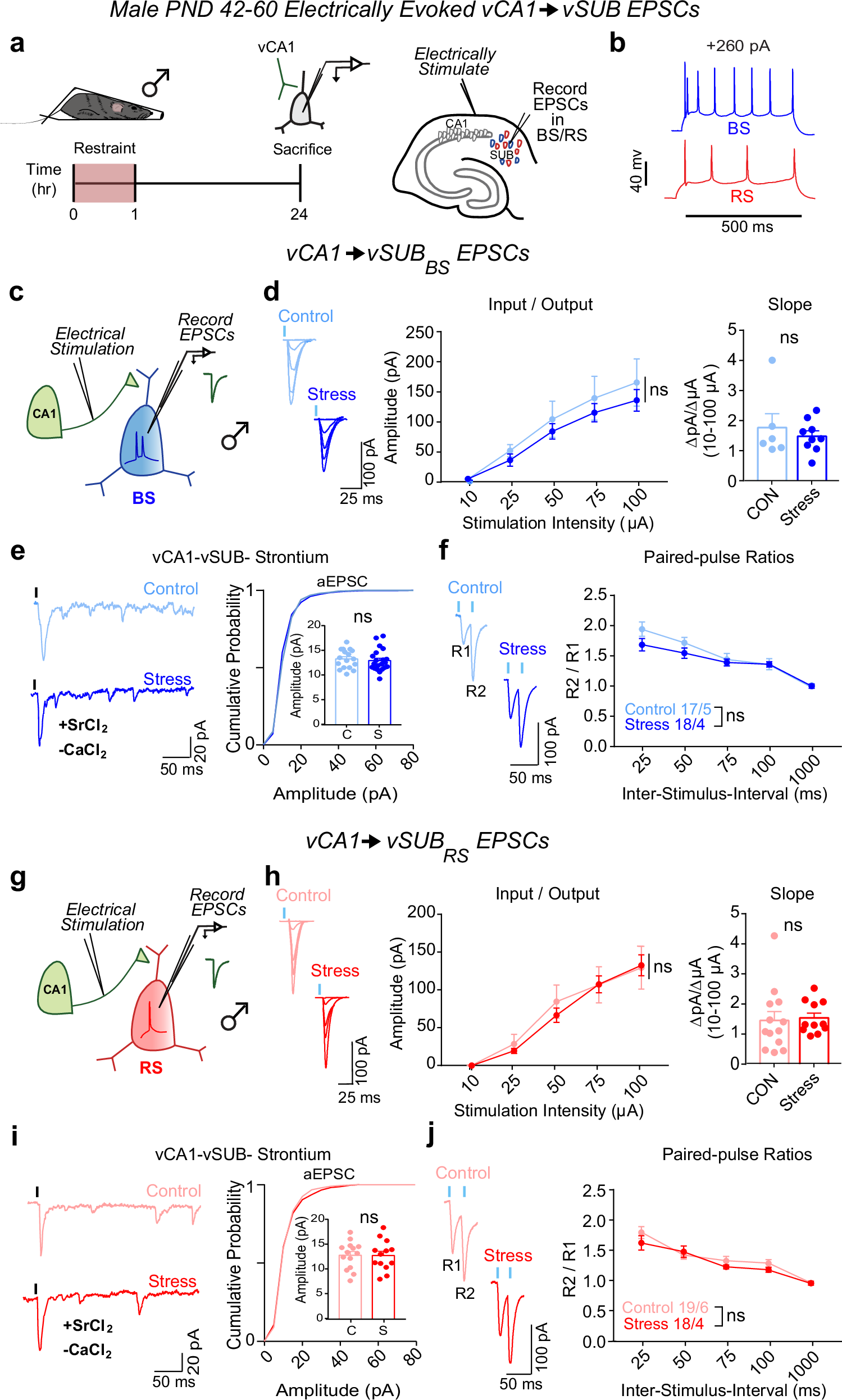Fig. 2: Stress does not alter vCA1-vSUB basal excitatory synaptic strength in males.