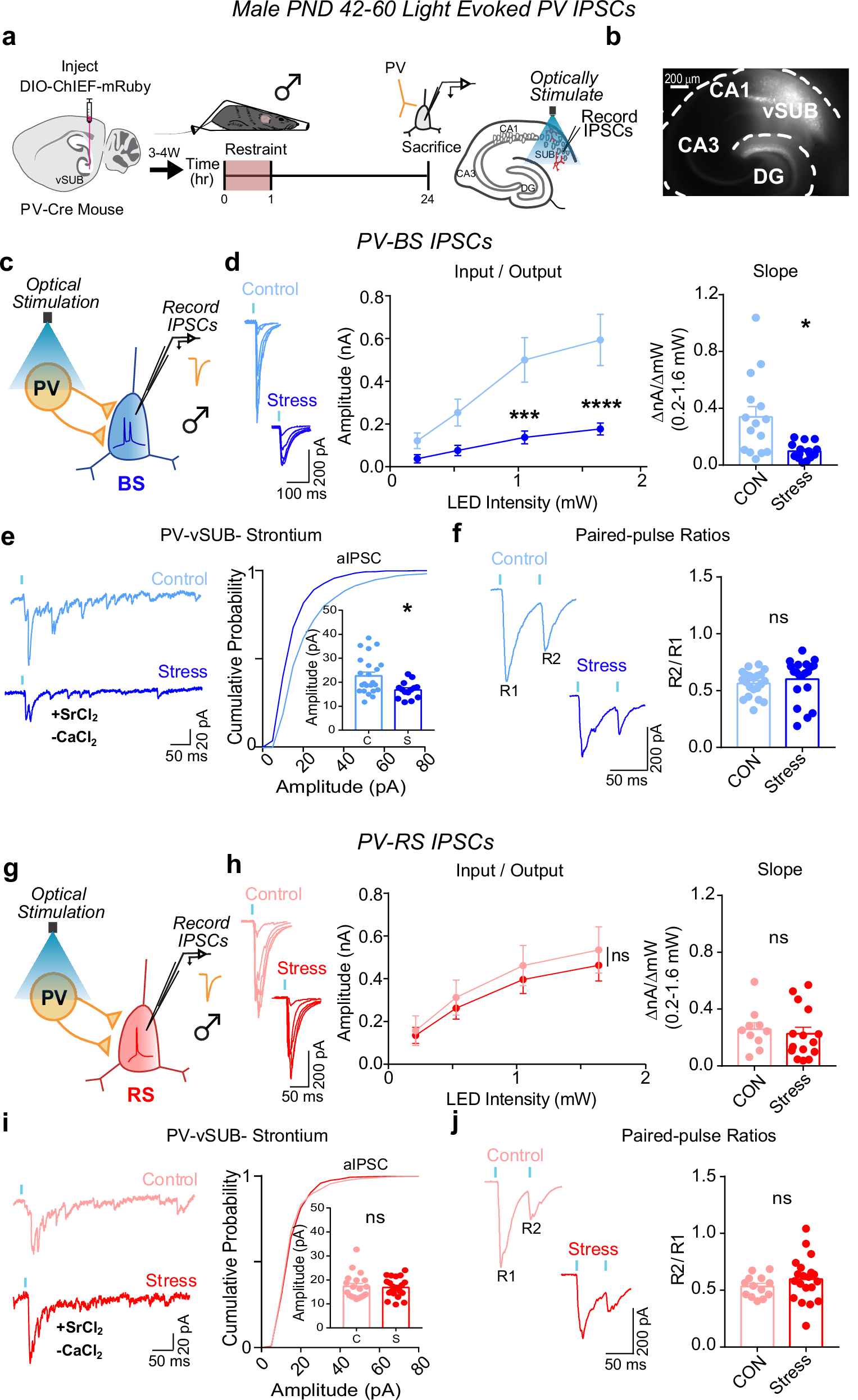 Fig. 4: Stress weakens parvalbumin-positive interneuron (PV)-burst-spiking (BS) inhibition via decreased postsynaptic strength in males.