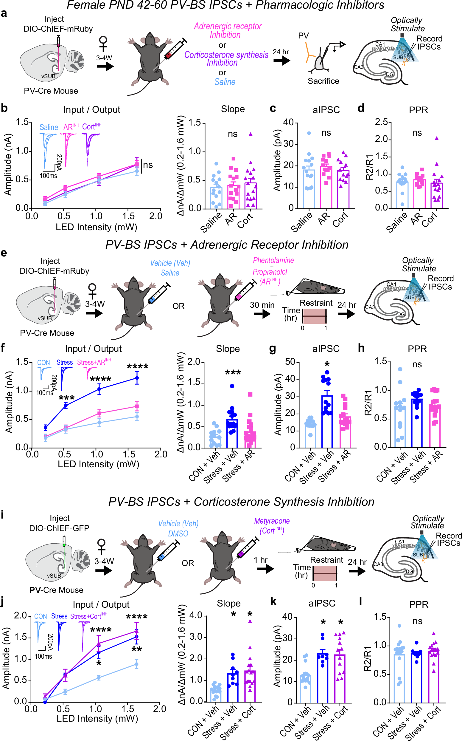 Fig. 7: Adrenergic signaling drives stress-enhancement of parvalbumin interneuron (PV)-burst-spiking (BS) inhibition in females.