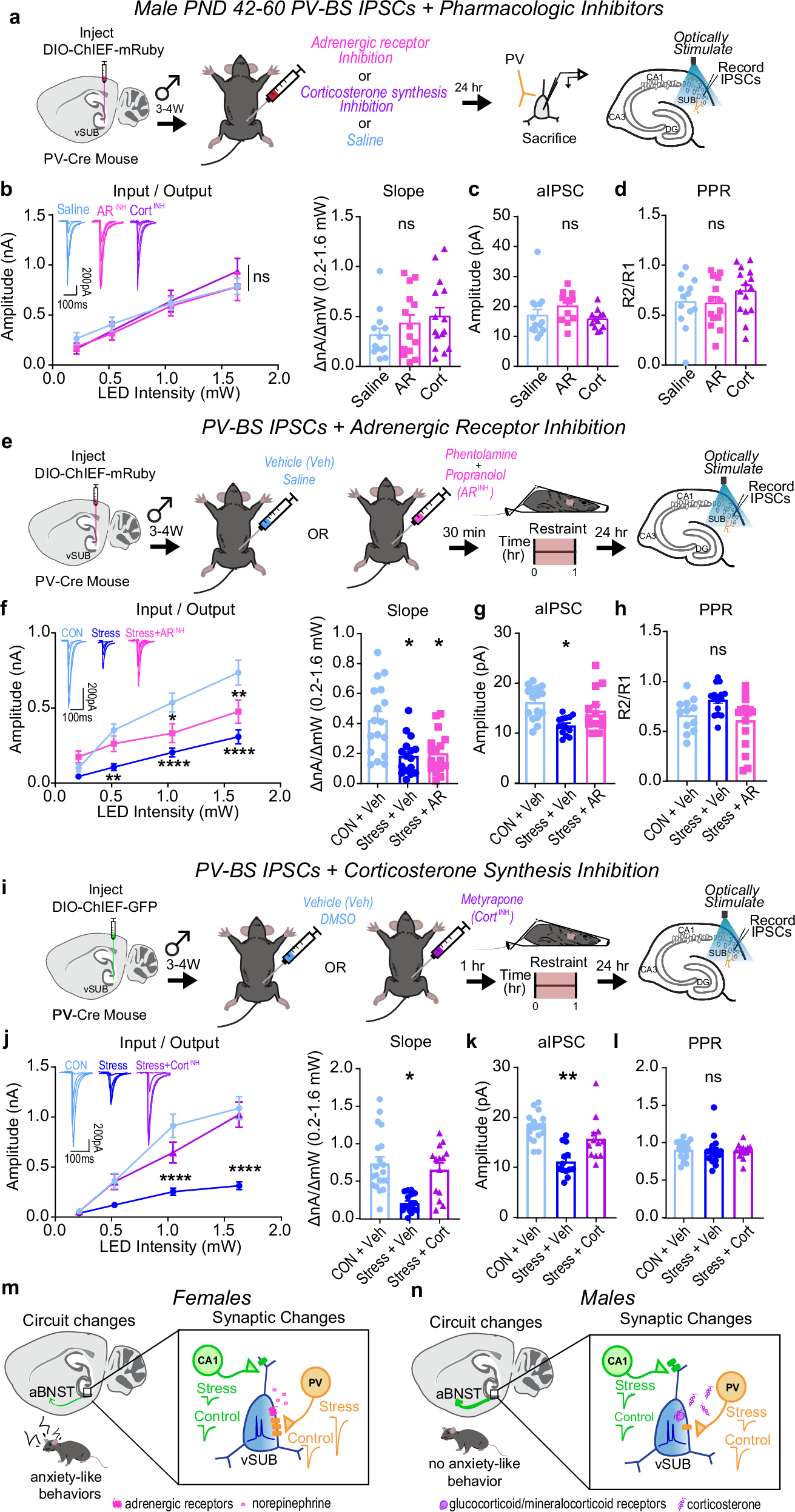 Fig. 8: Corticosterone signaling drives stress-reduction of parvalbumin interneuron (PV)-burst-spiking (BS) inhibition in males.